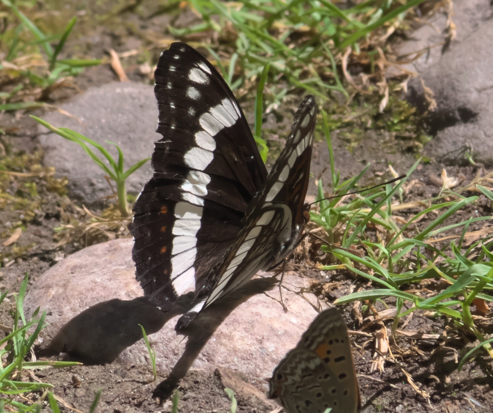 Limenitis weidemeyerii
