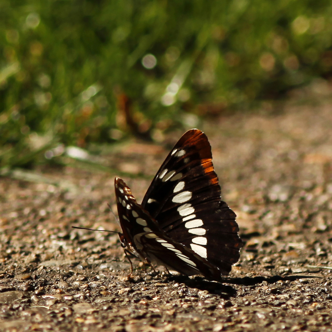 Limenitis lorquini