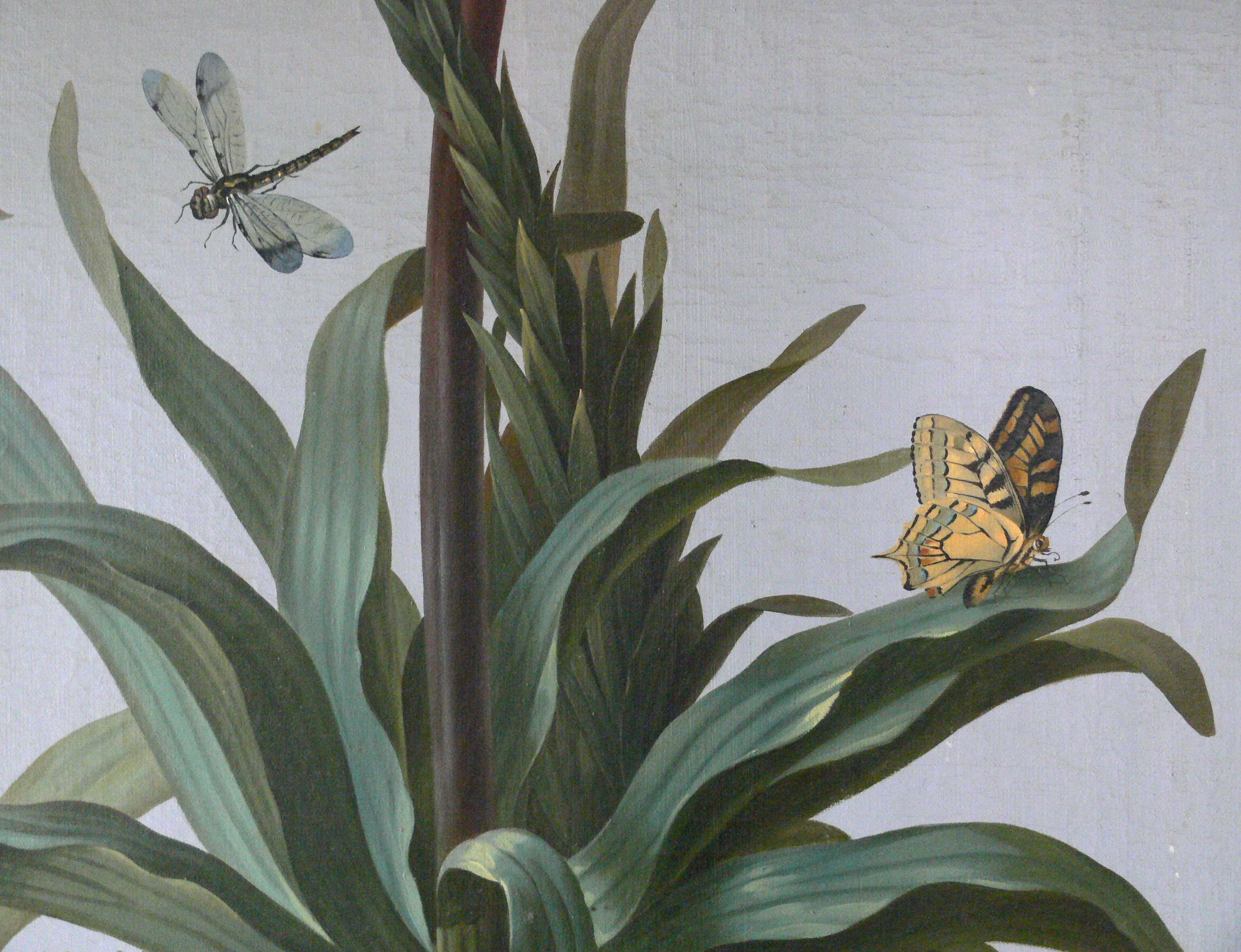 Old World Swallowtail