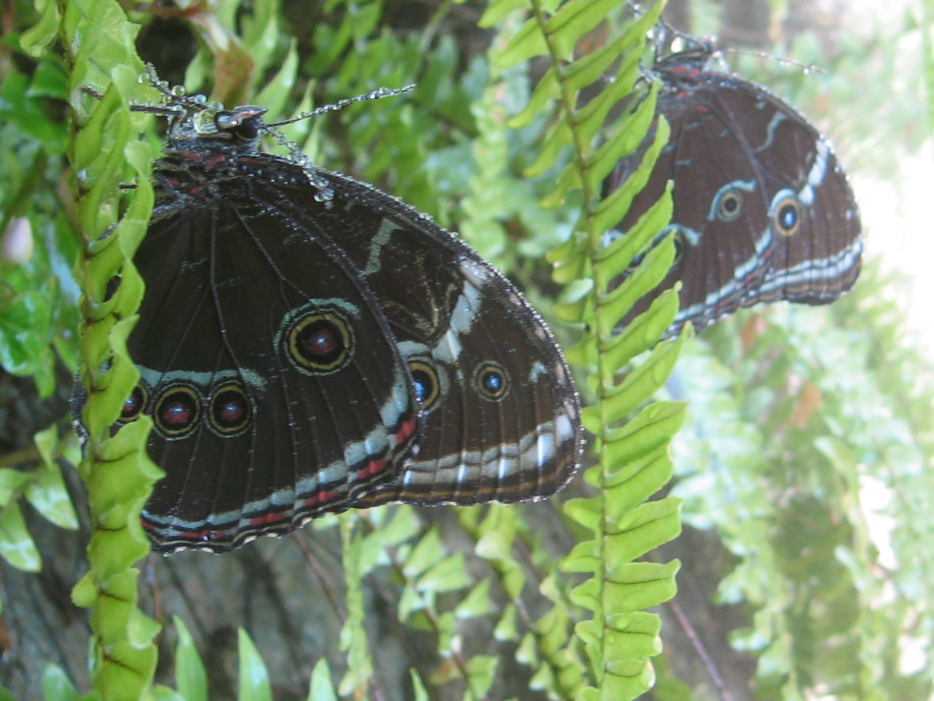 Morpho peleides