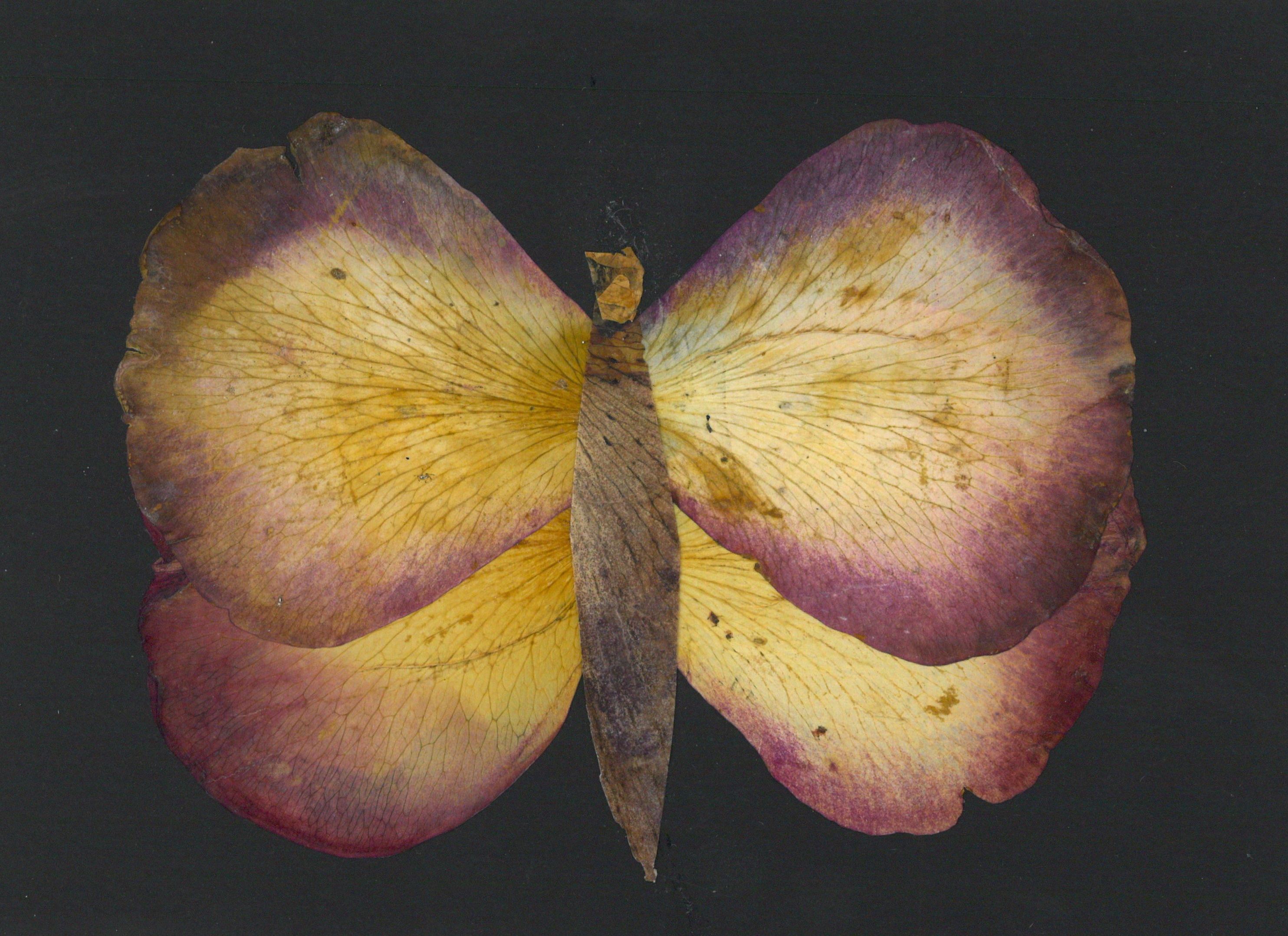 Artwork (Petalography of a butterfly)