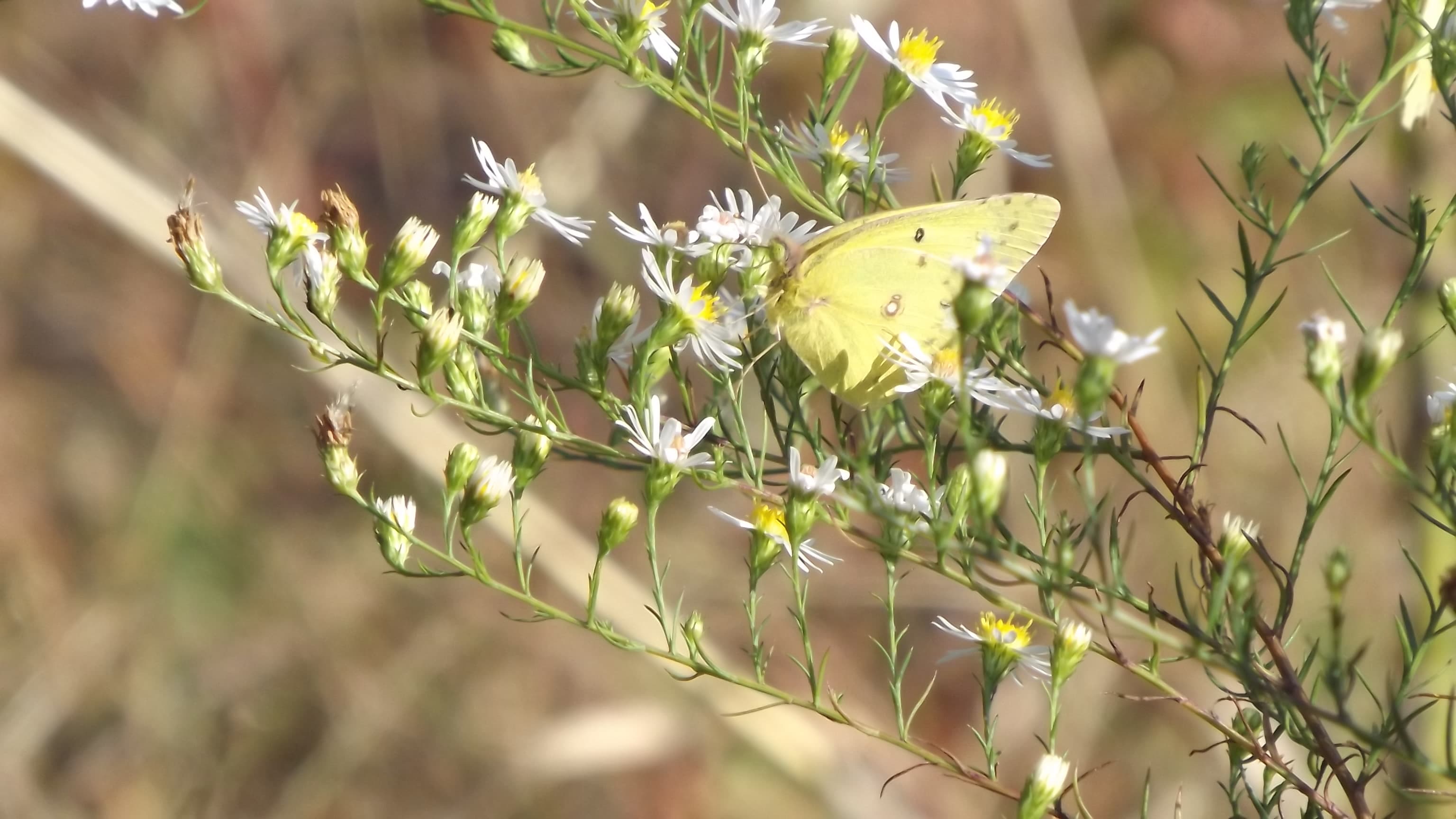 Colias philodice