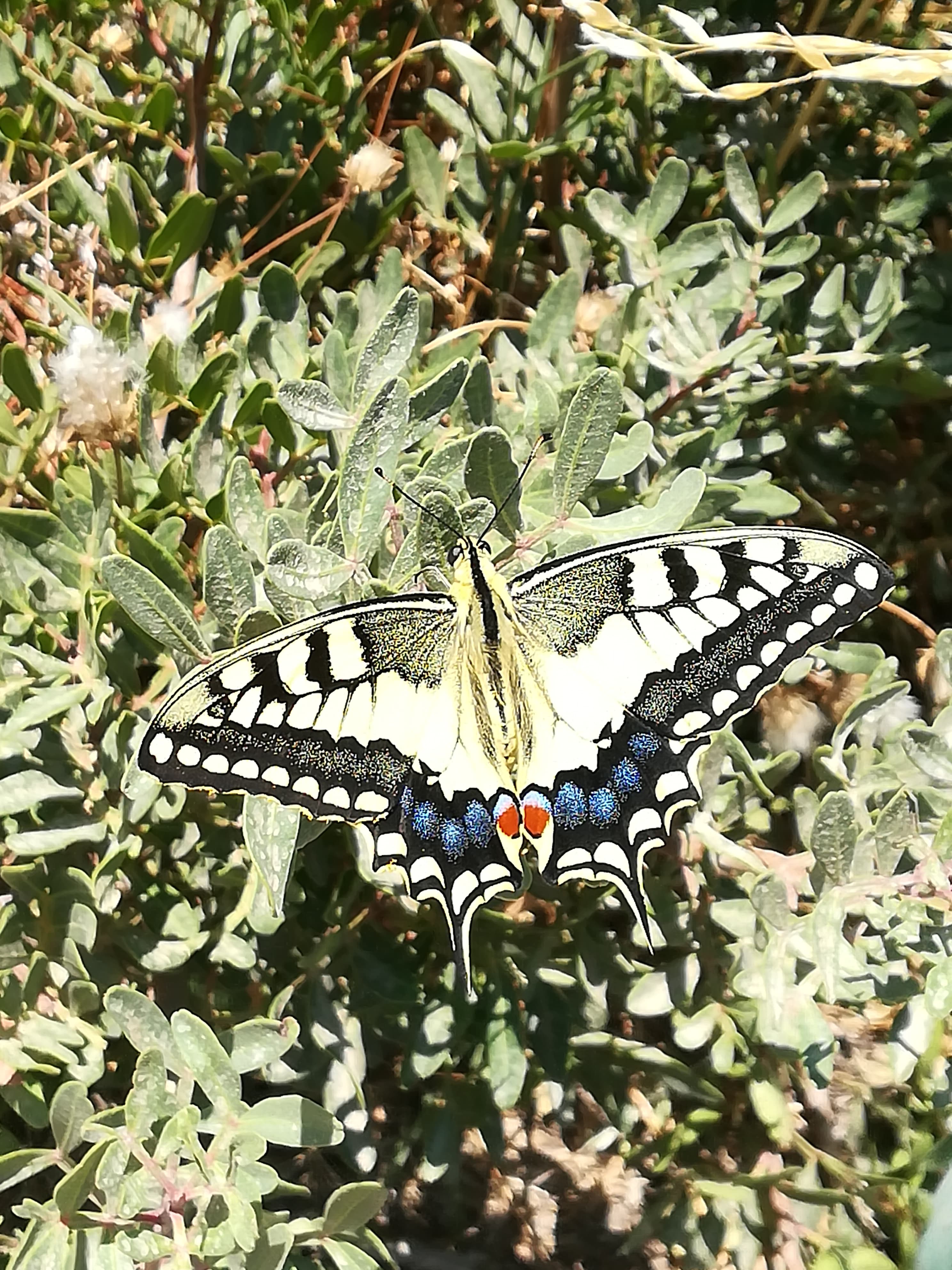 Papilio machaon