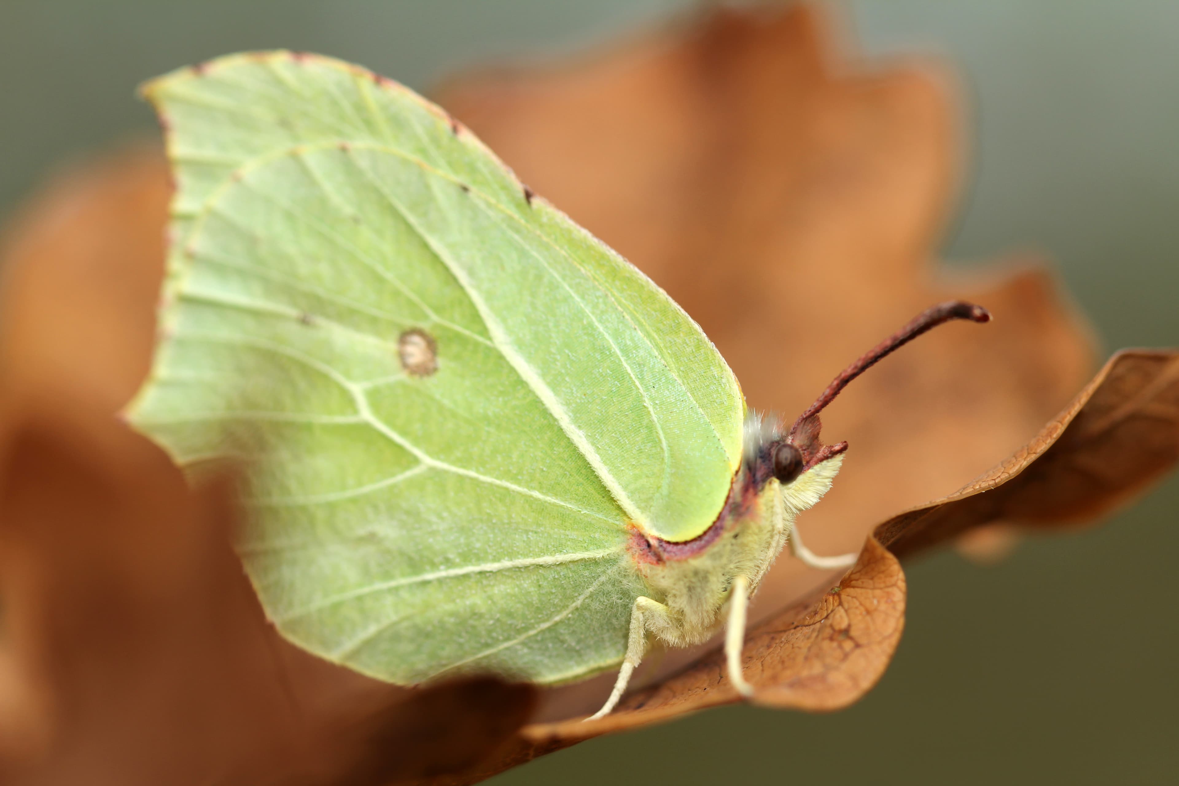 Brimstone Butterfly