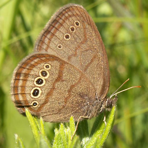 Neonympha mitchellii