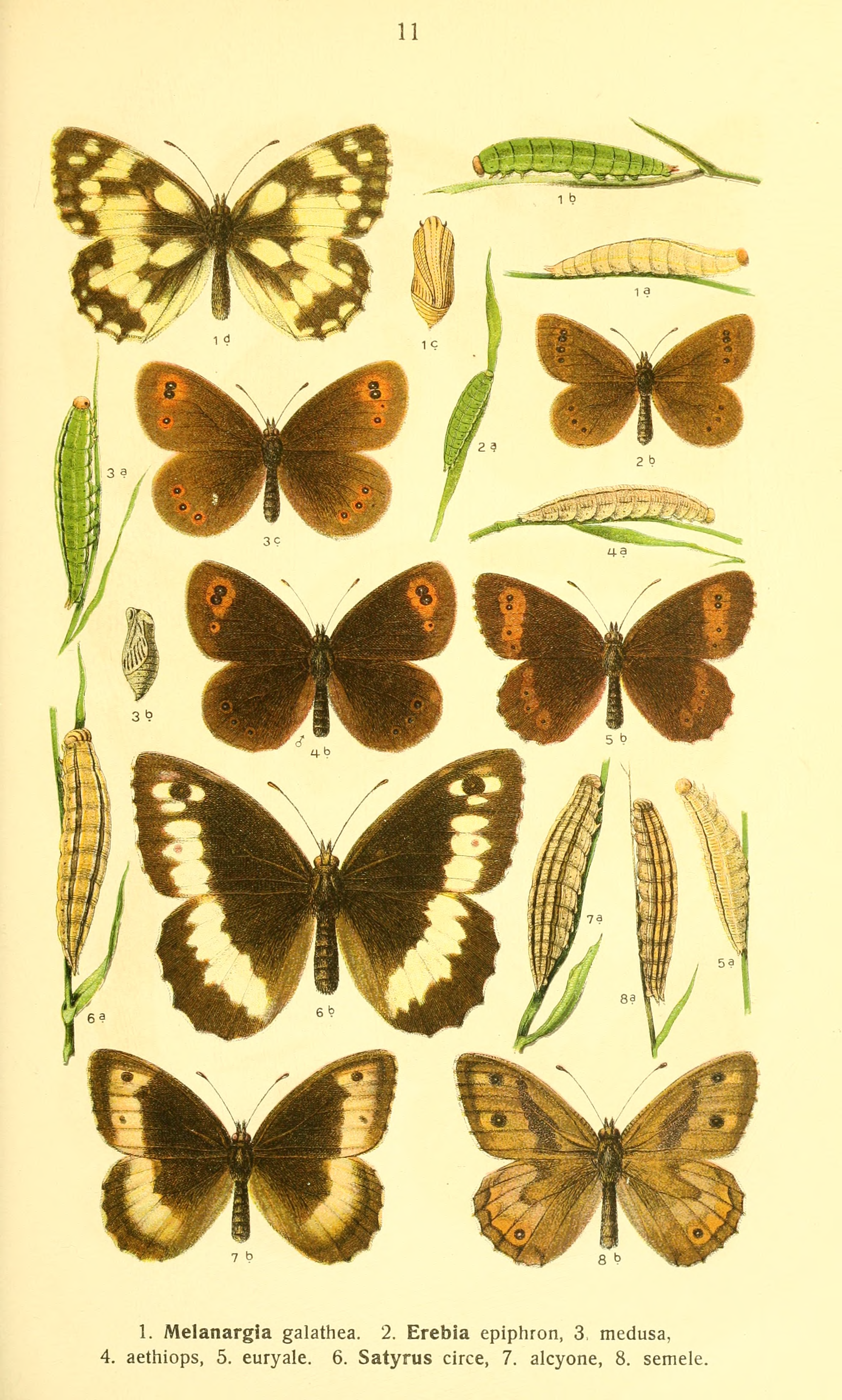 Erebia epiphron