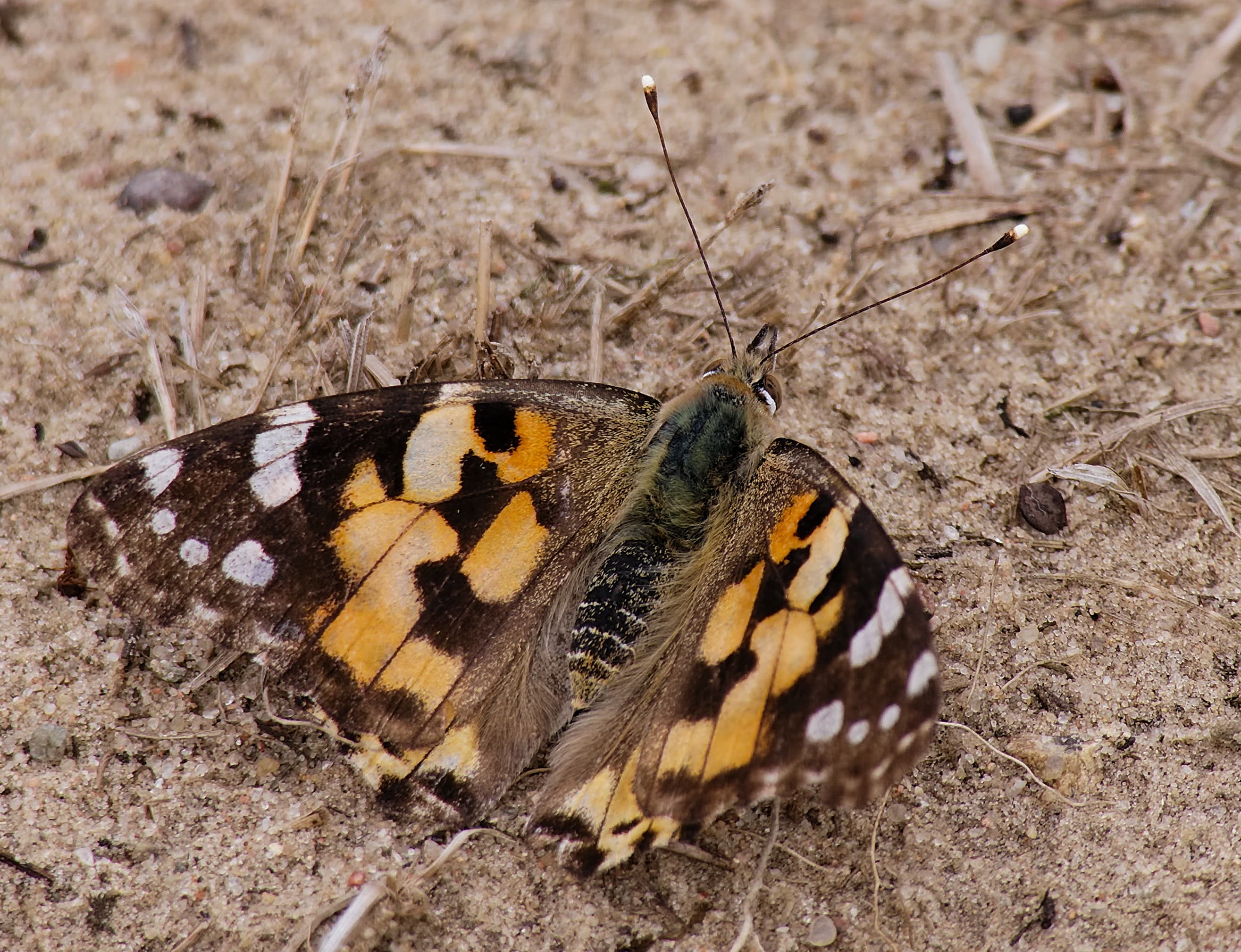 Vanessa cardui