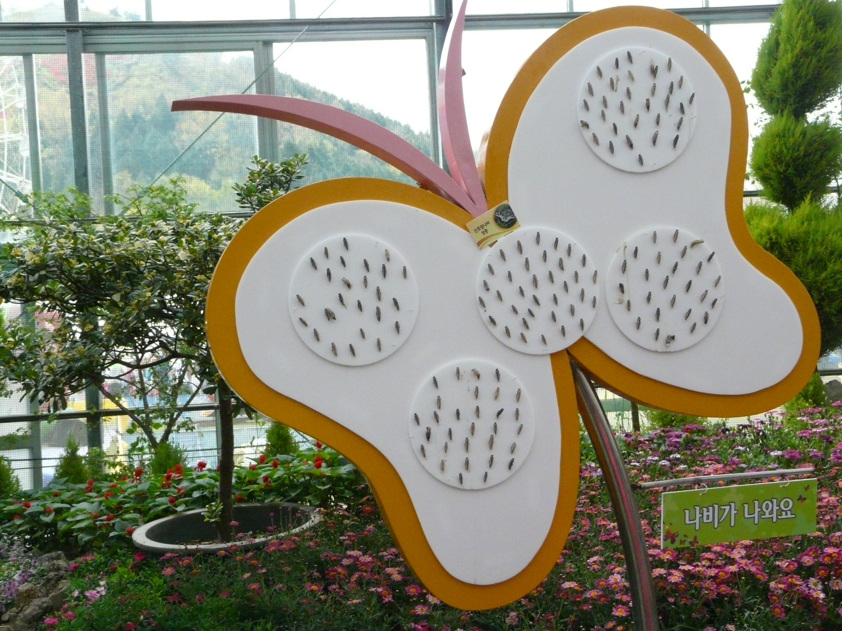 Not applicable (Image shows a butterfly festival display, not a specific butterfly species)