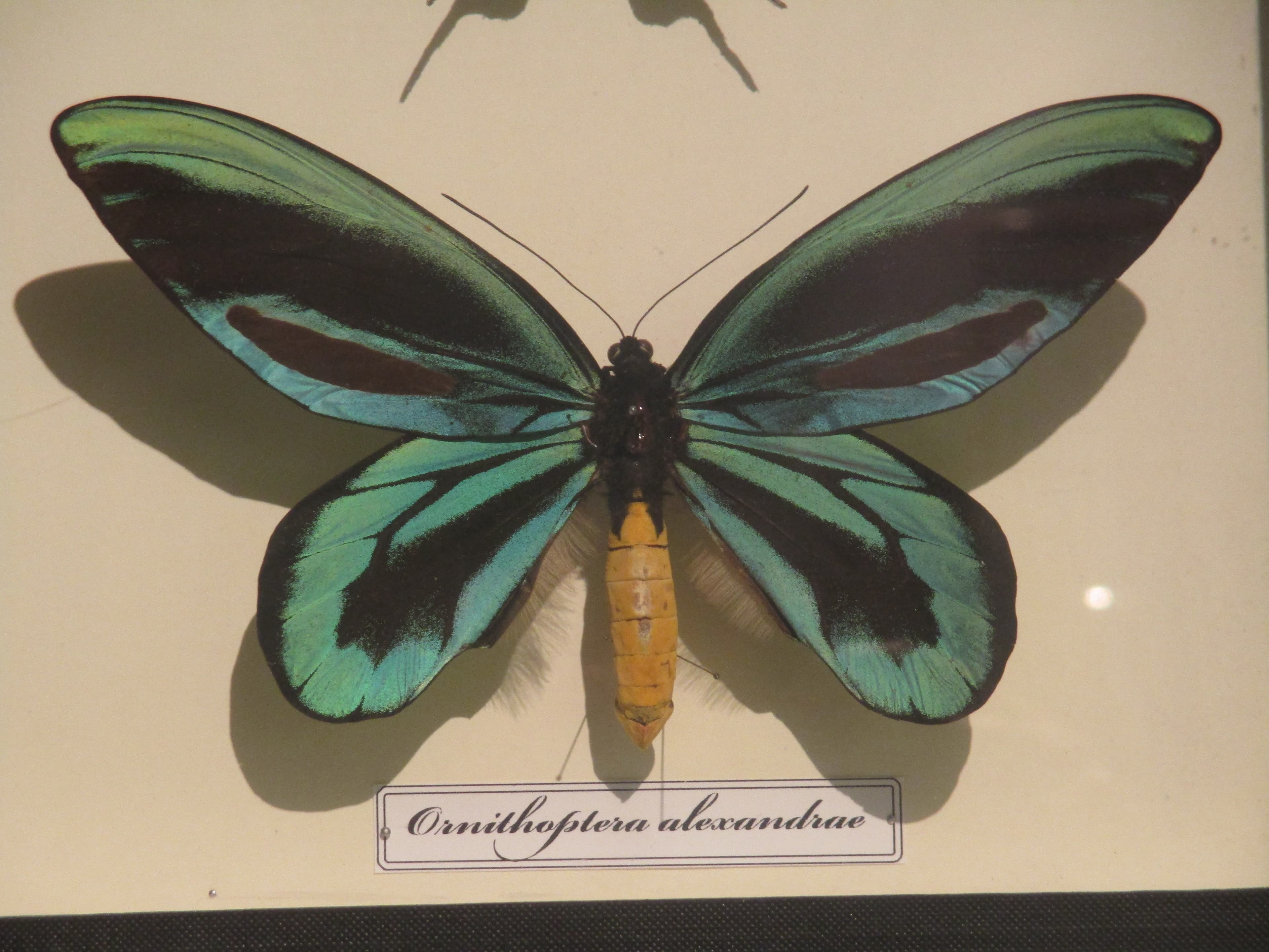 Ornithoptera alexandrae