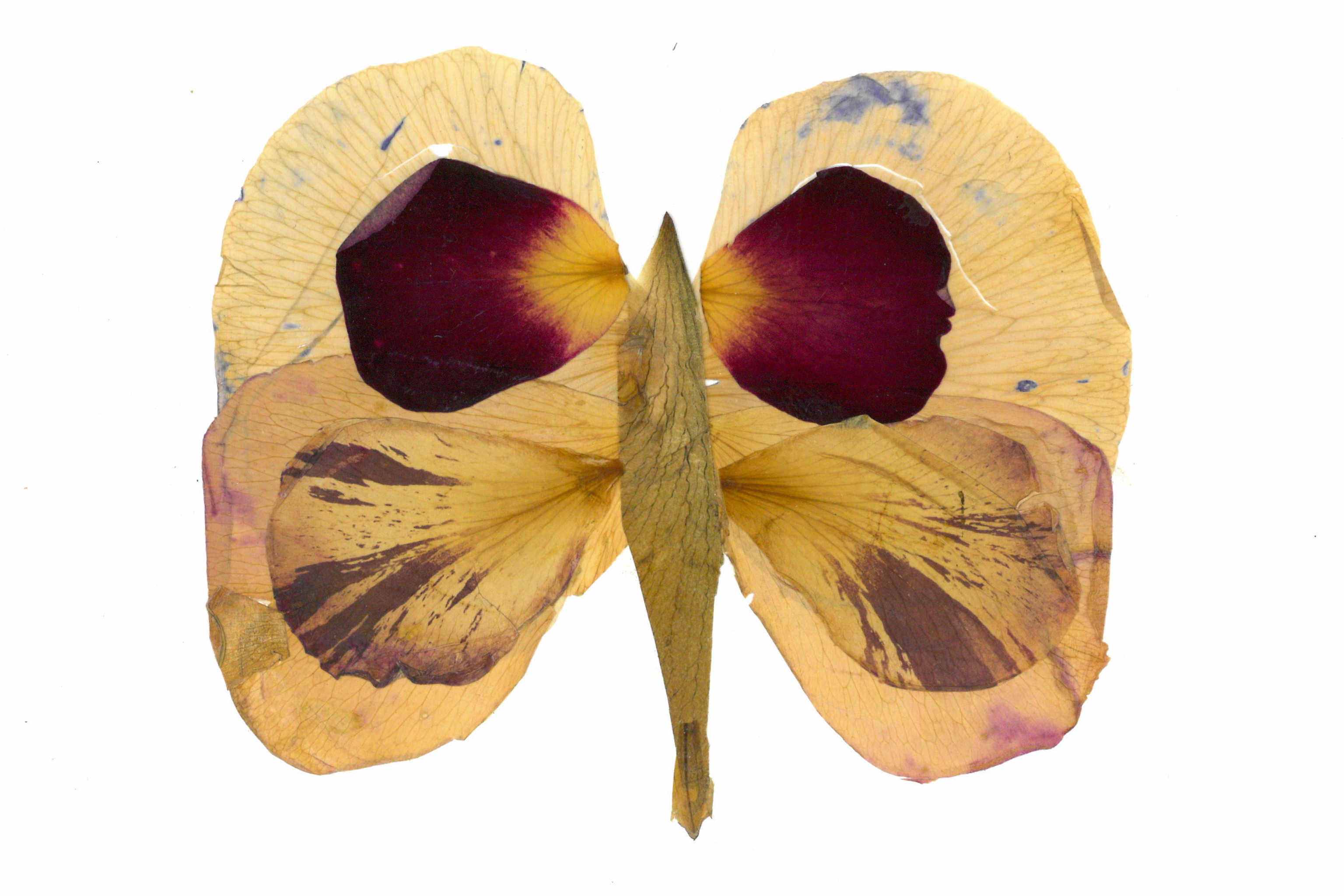 Petalography Butterfly Art (Bernard Schal)