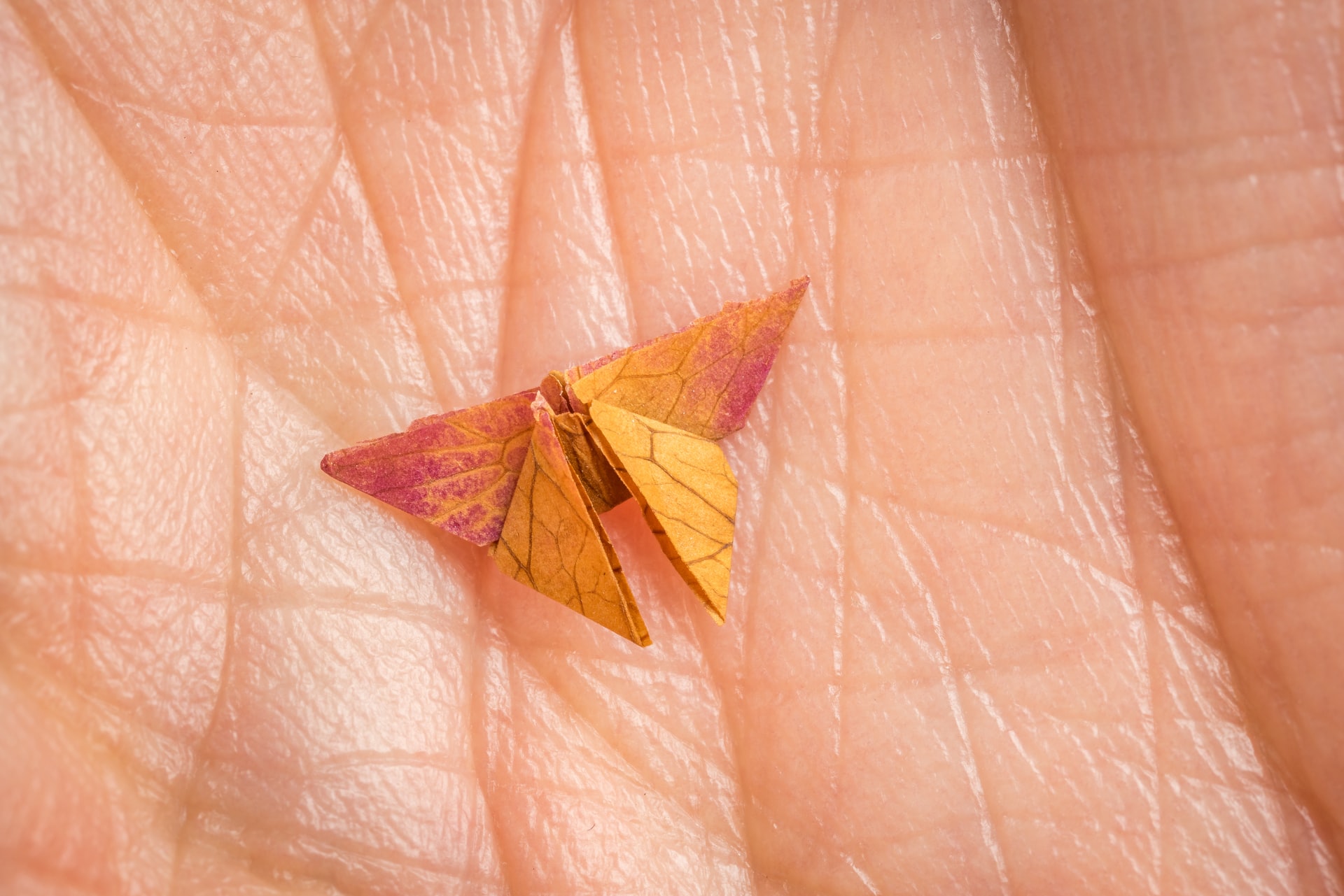 Origami Butterfly (Rose Petal)