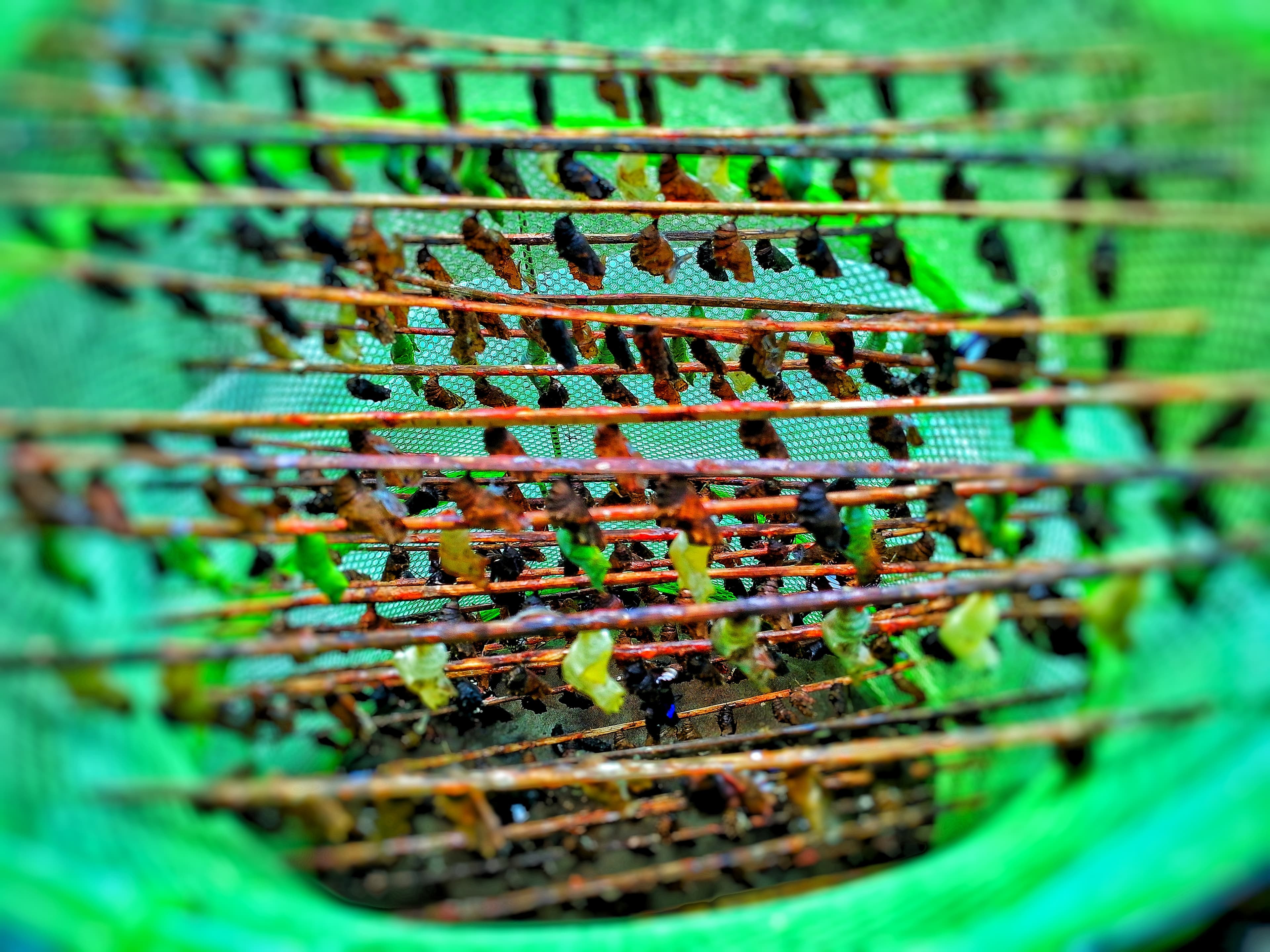 Various butterfly/moth pupae