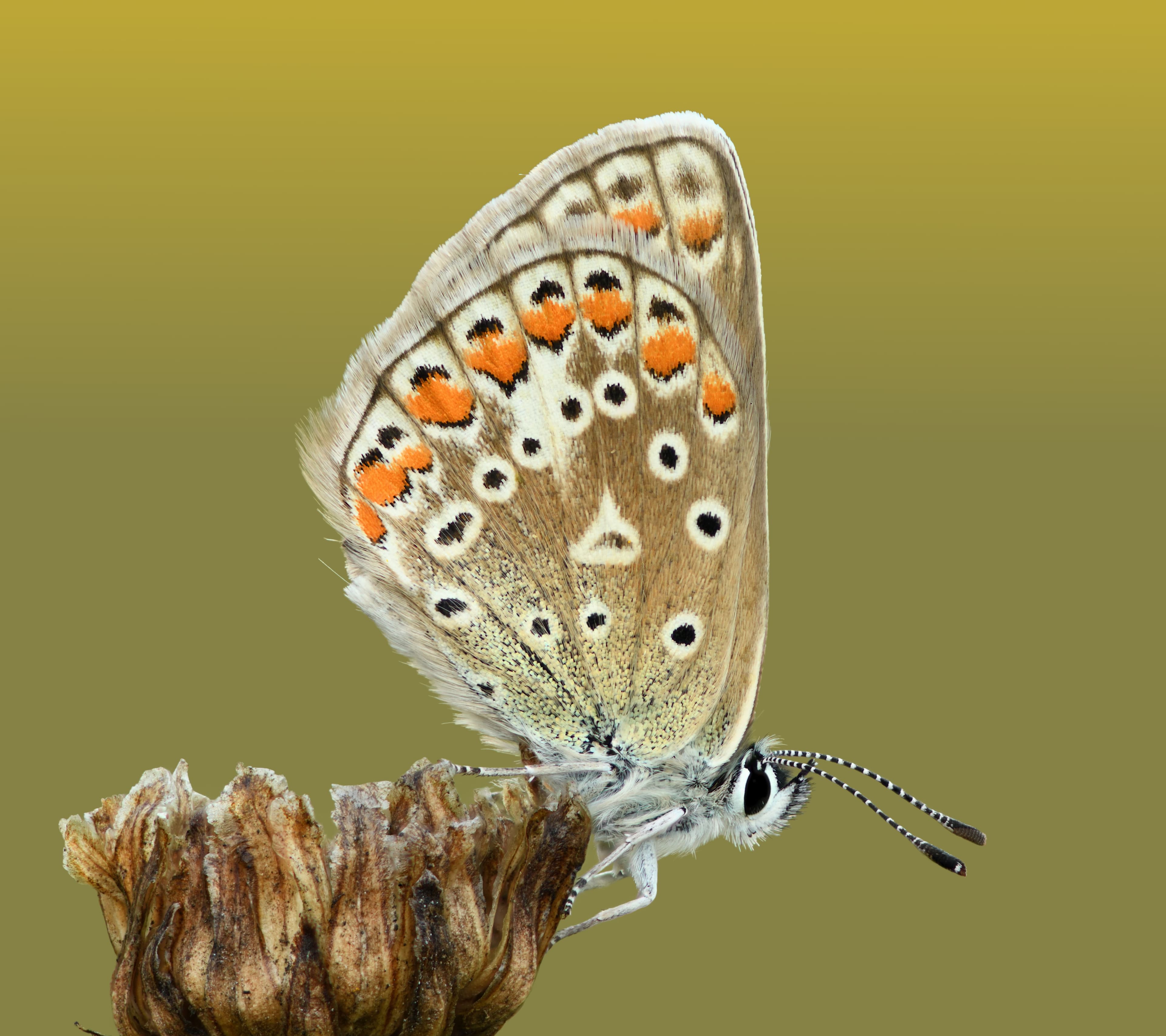 Polyommatus icarus