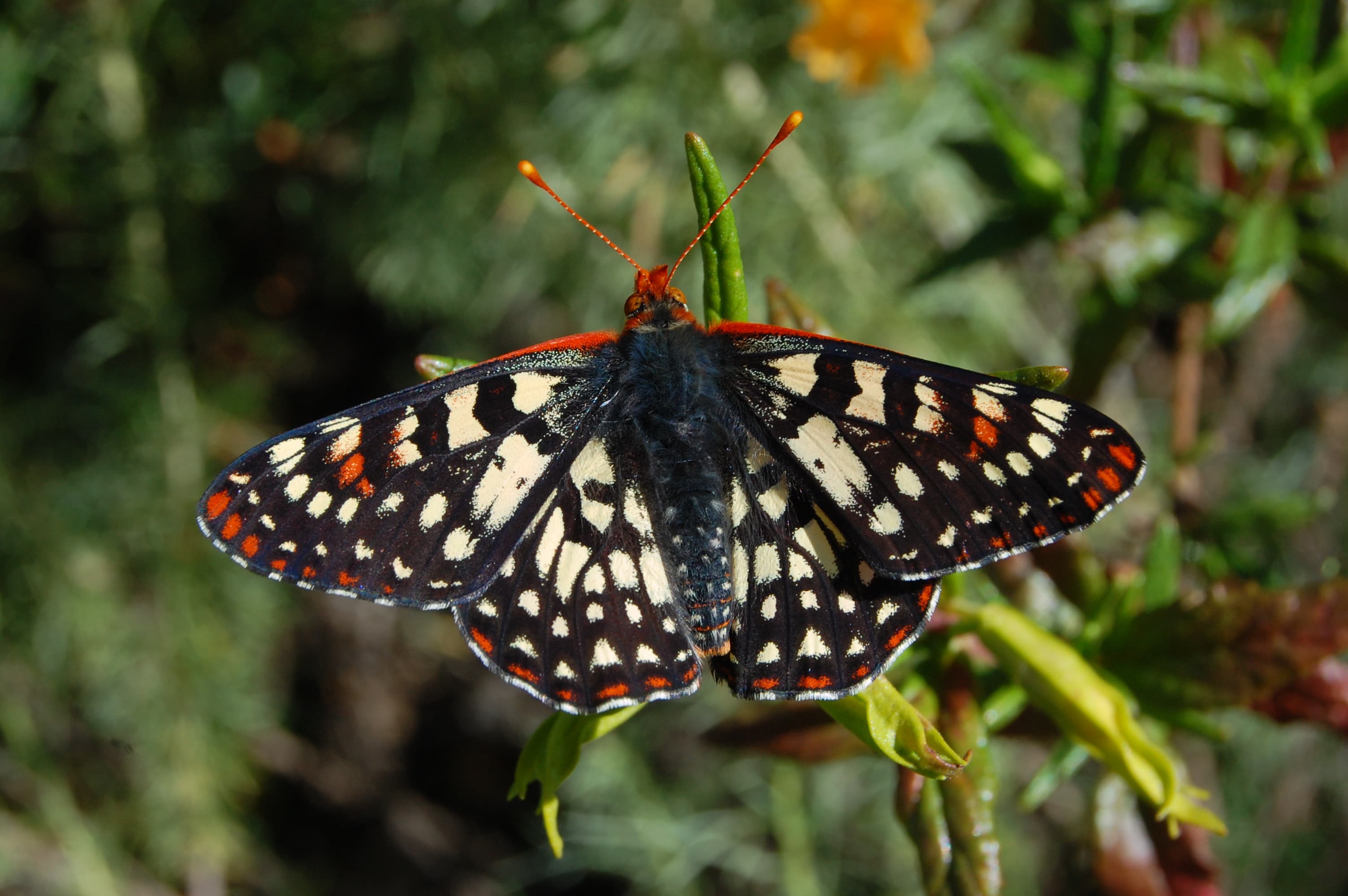 Euphydryas chalcedona chalcedona