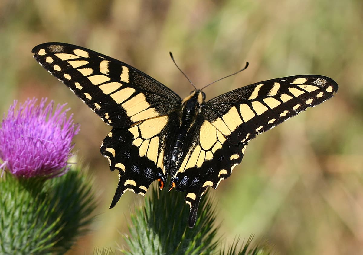 Papilio zelicaon