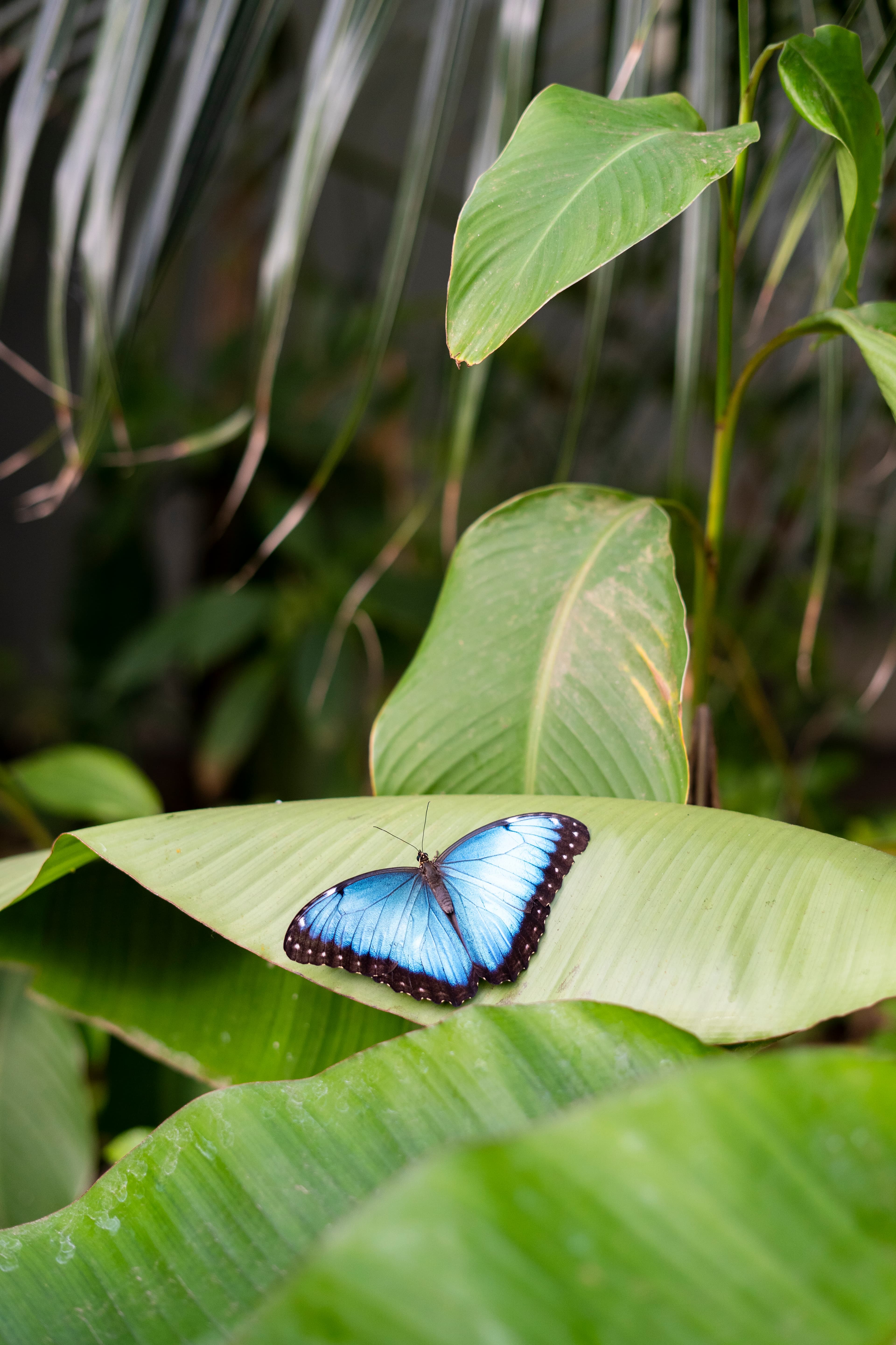 Morpho peleides