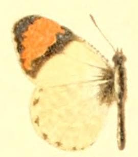 Anthocharis sara f. reakirtii