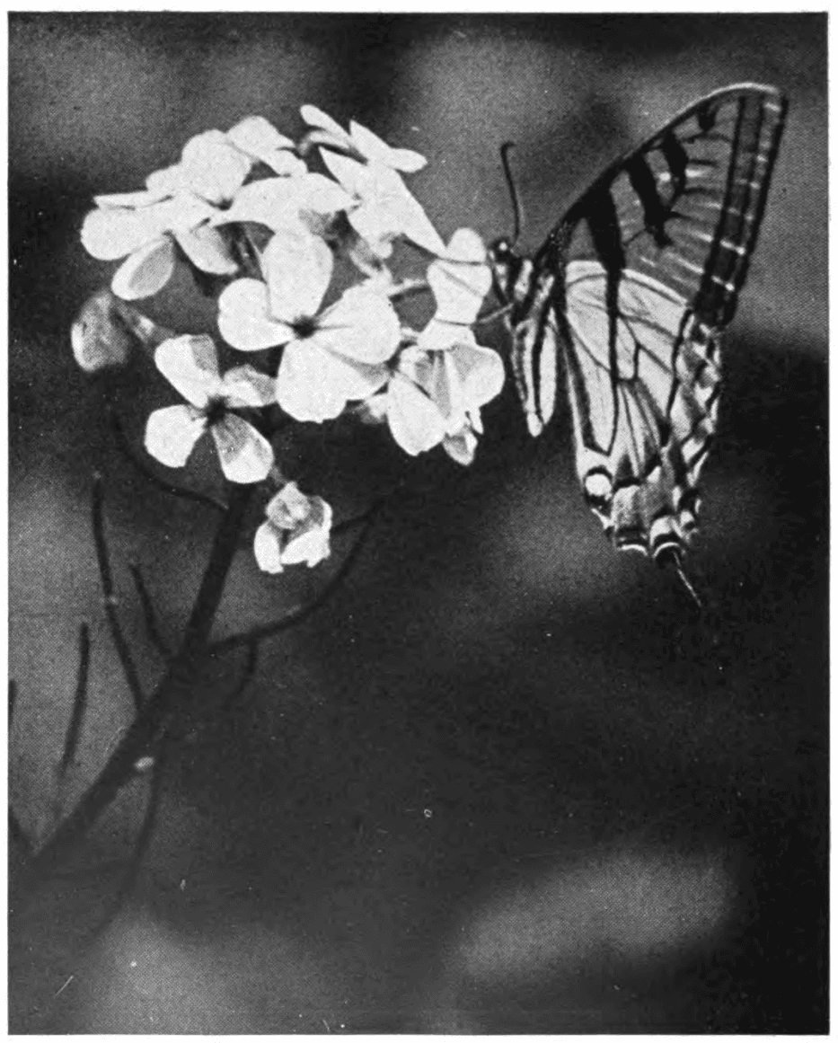 Eastern Tiger Swallowtail