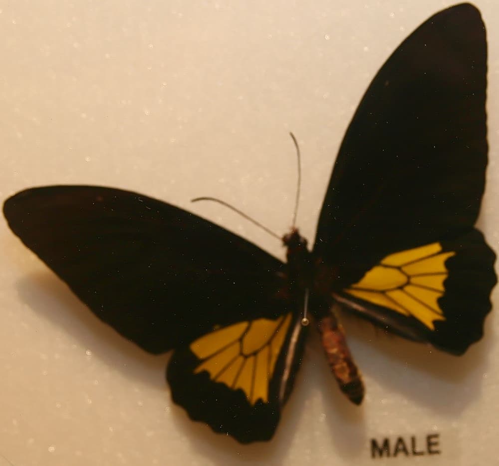 Common Birdwing