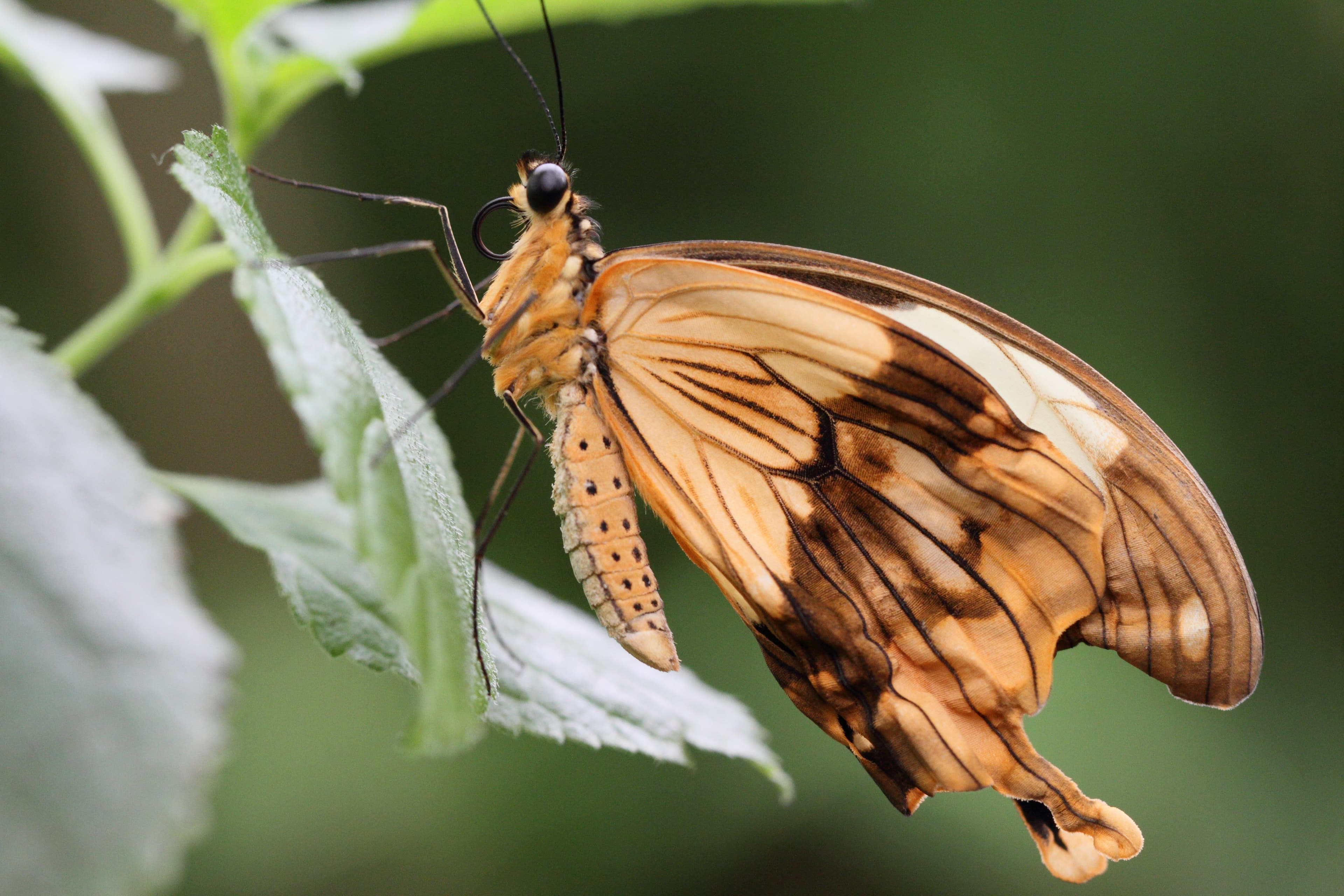 Papilio dardanus