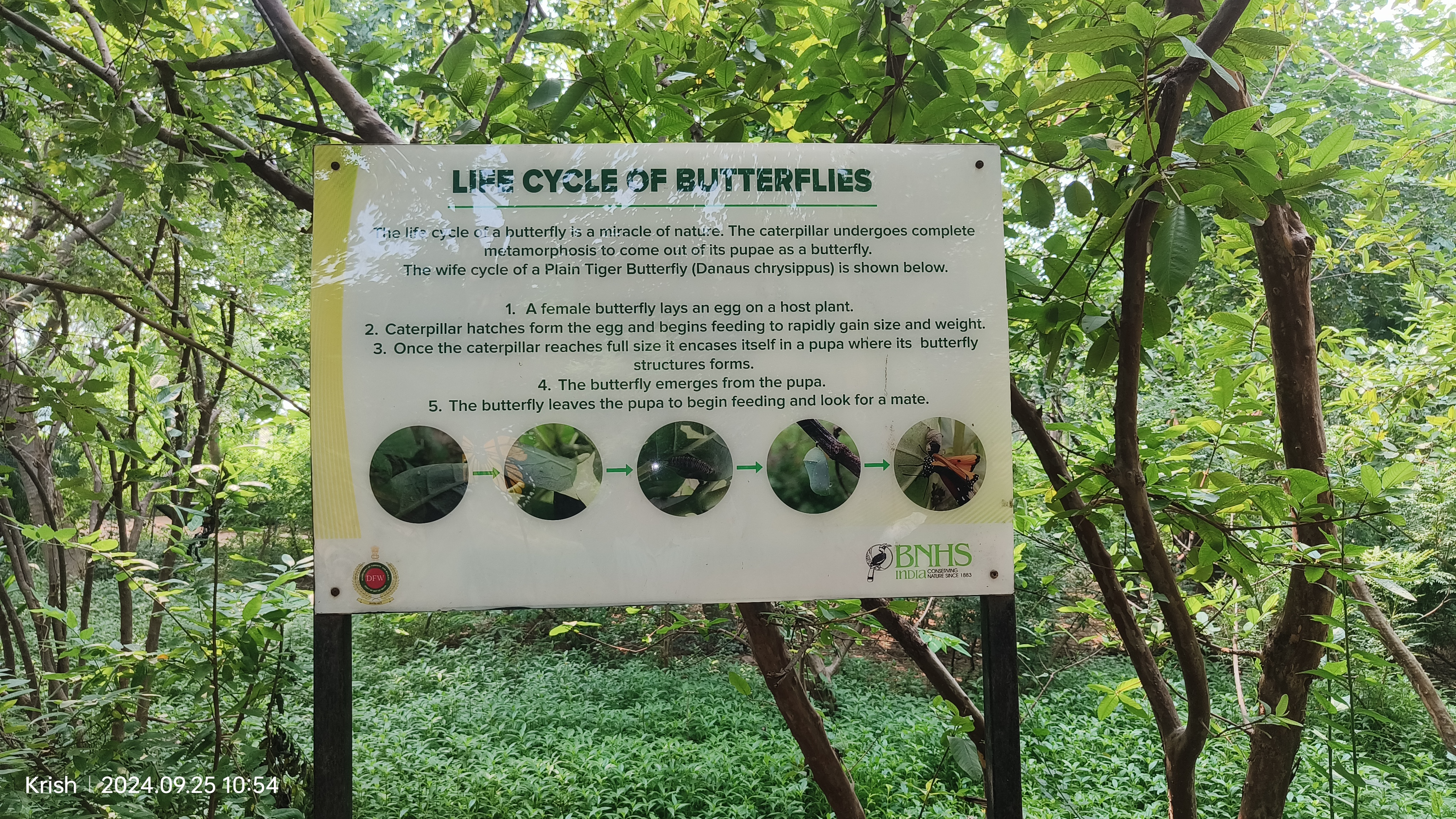 Plain Tiger Butterfly