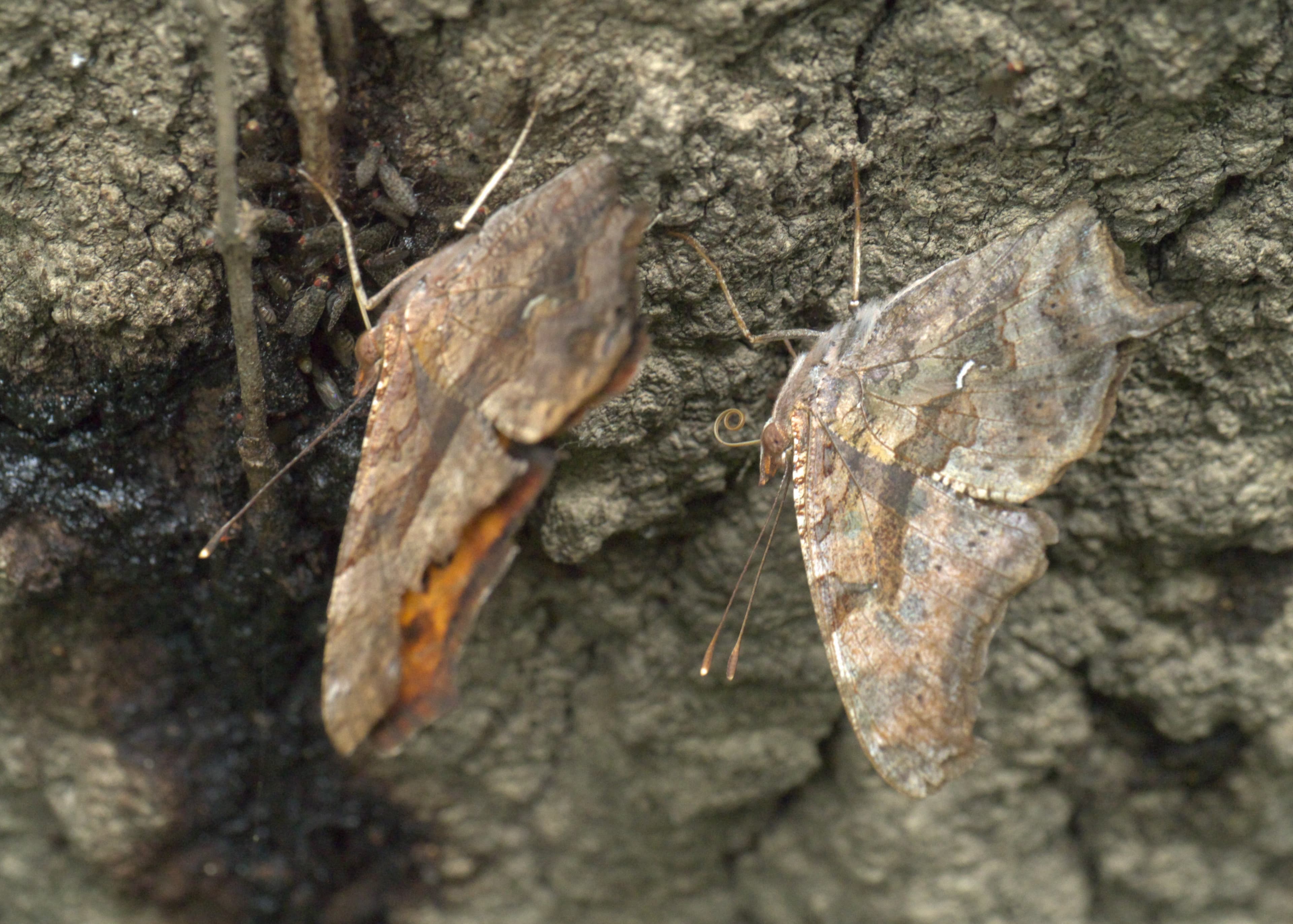 Polygonia interrogationis