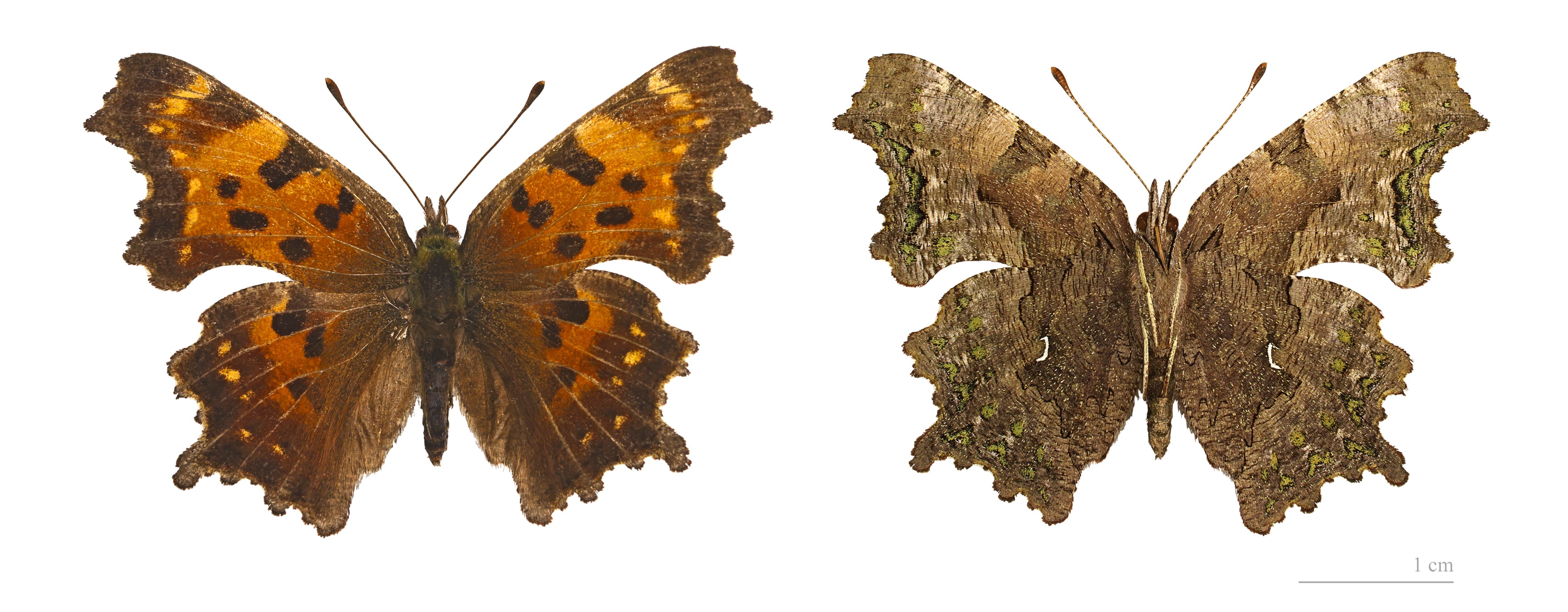Polygonia faunus
