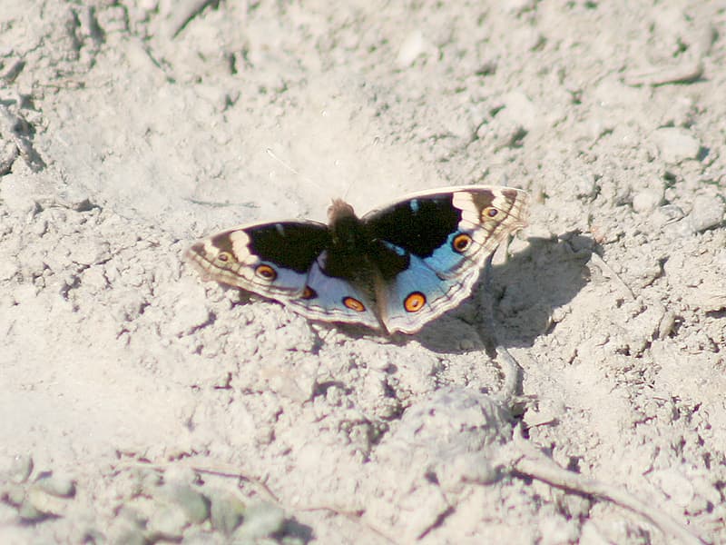 Junonia orithya