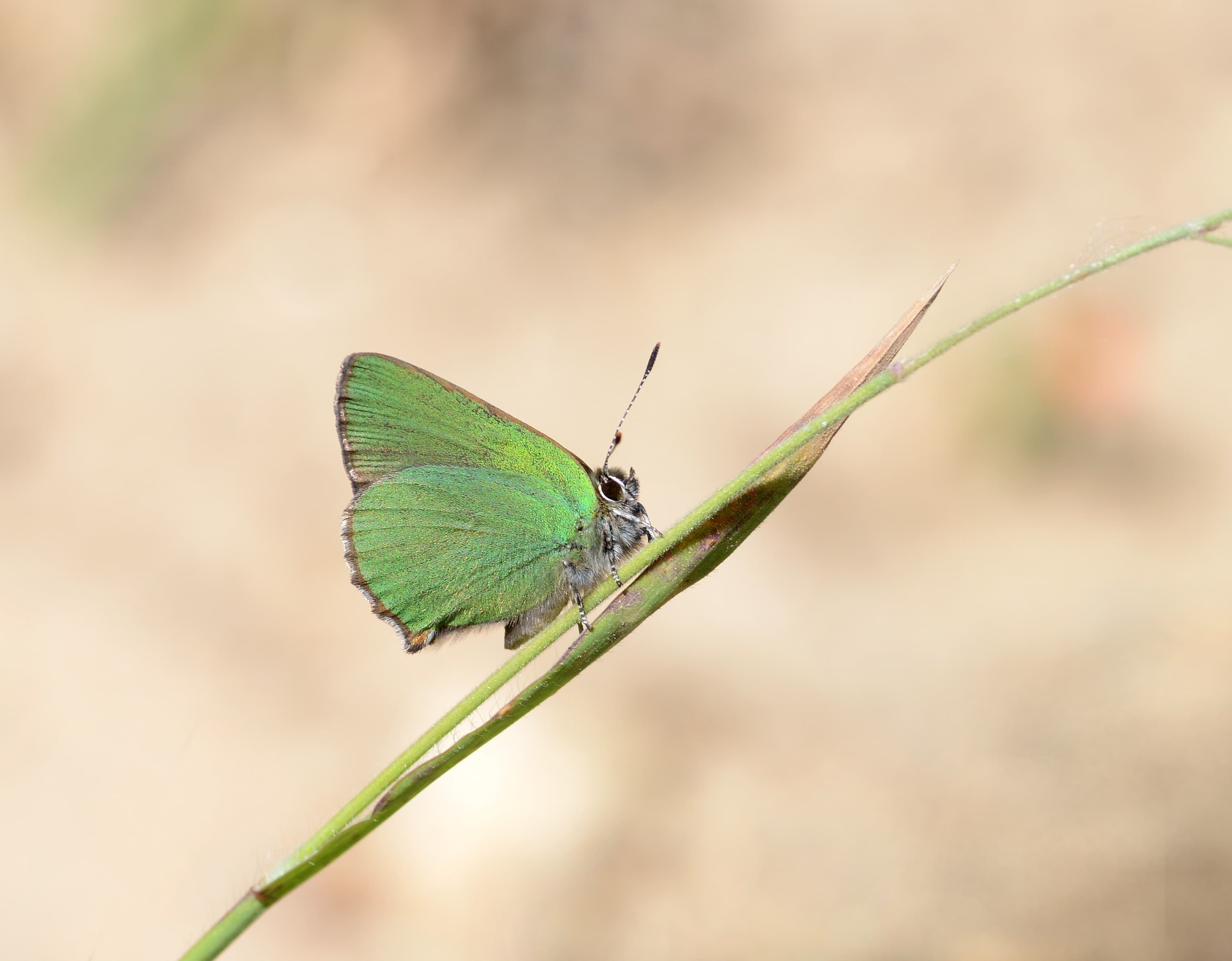 Callophrys rubi
