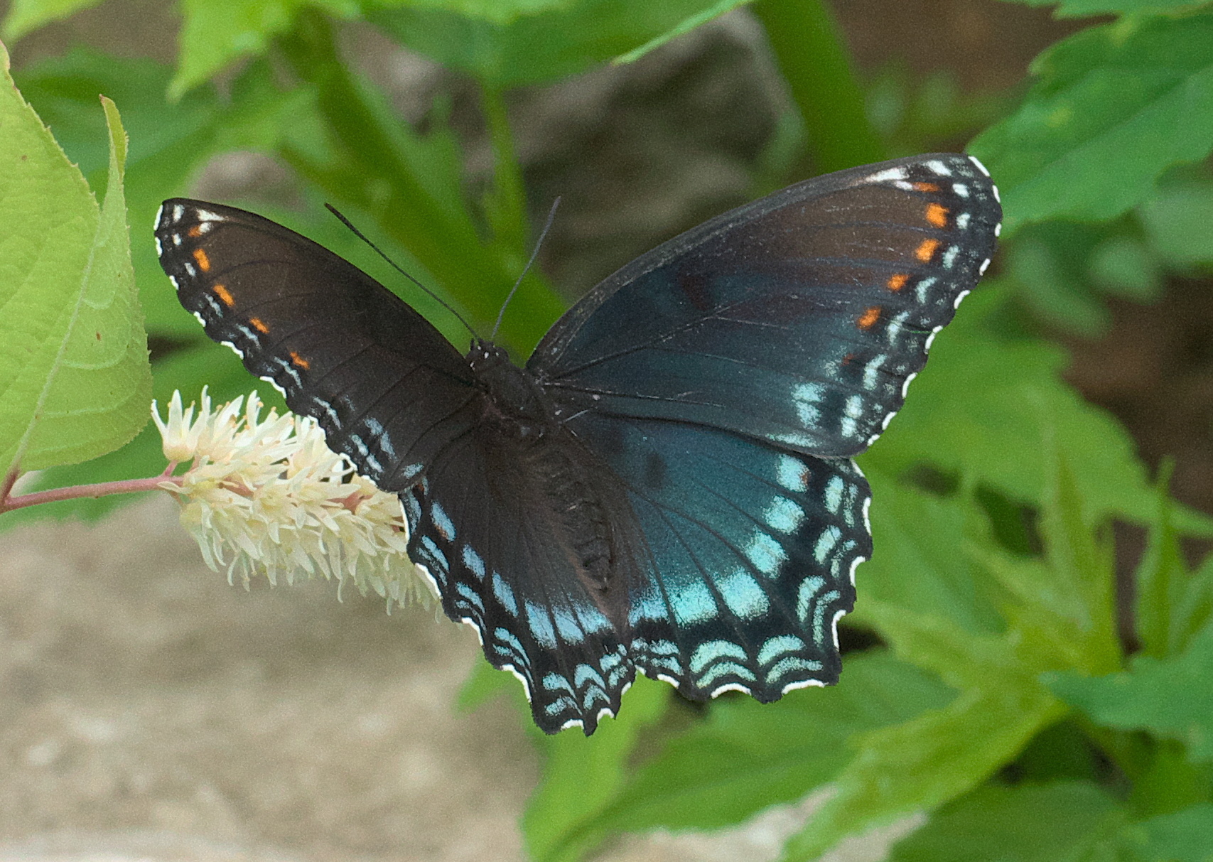 Limenitis arthemis