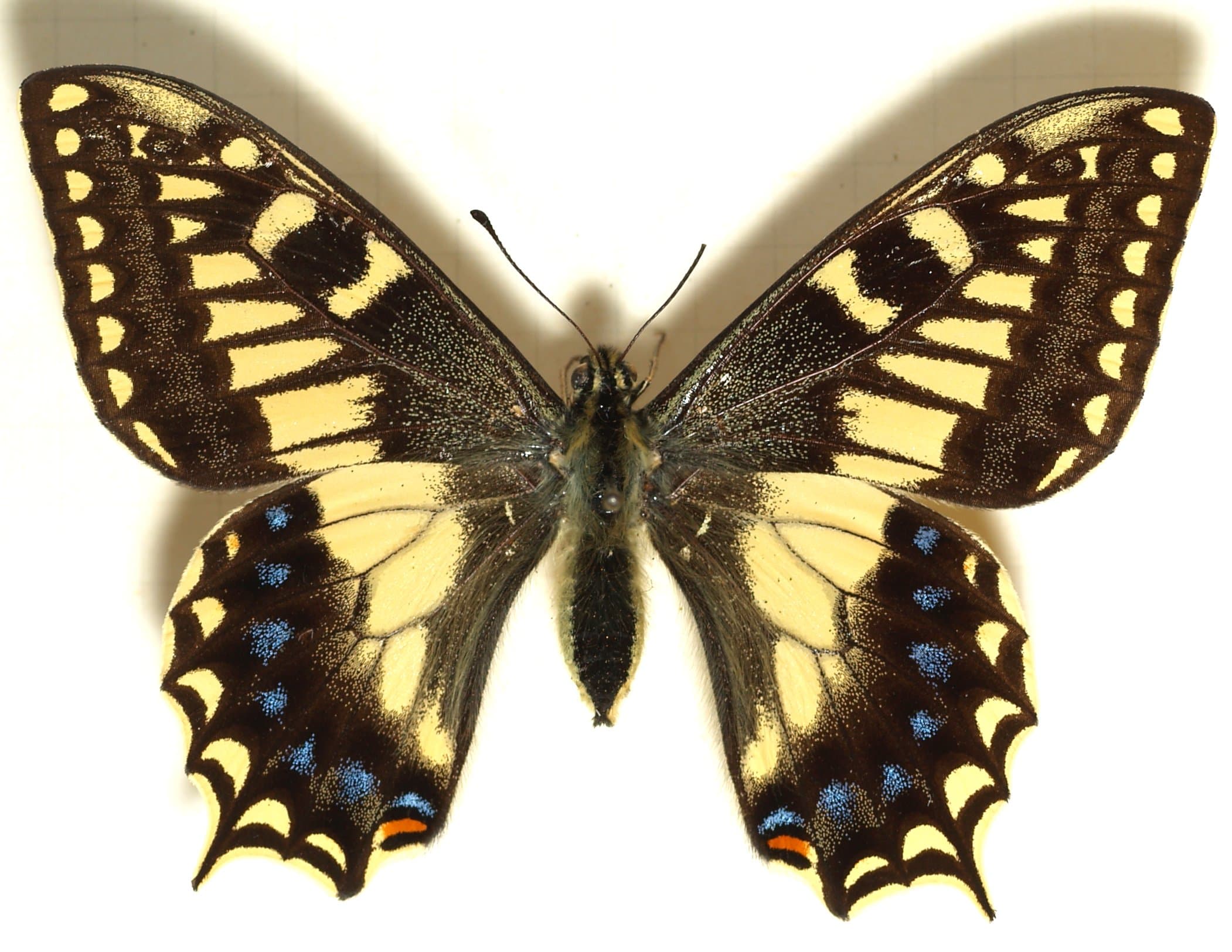 Papilio hospiton