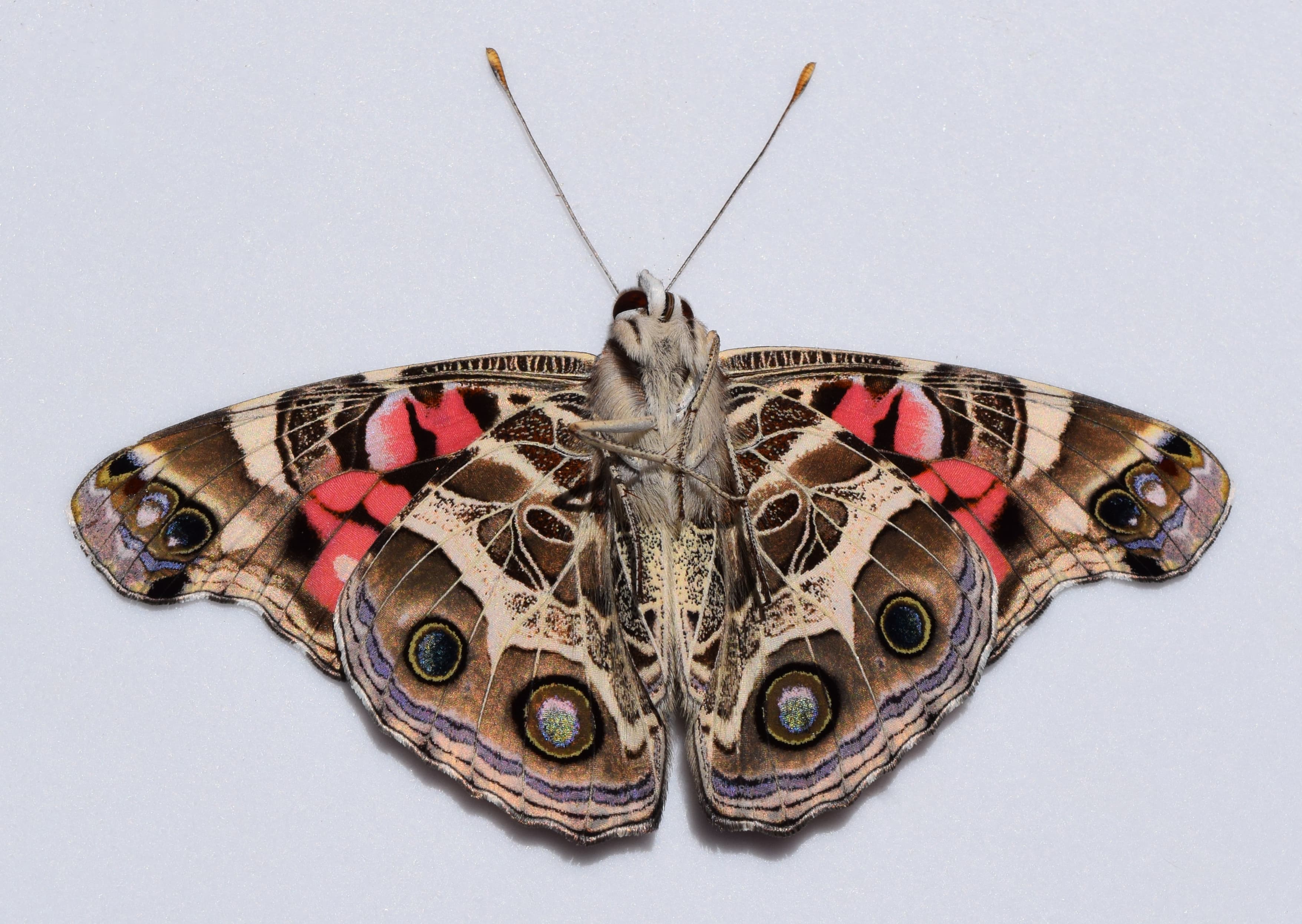Vanessa virginiensis