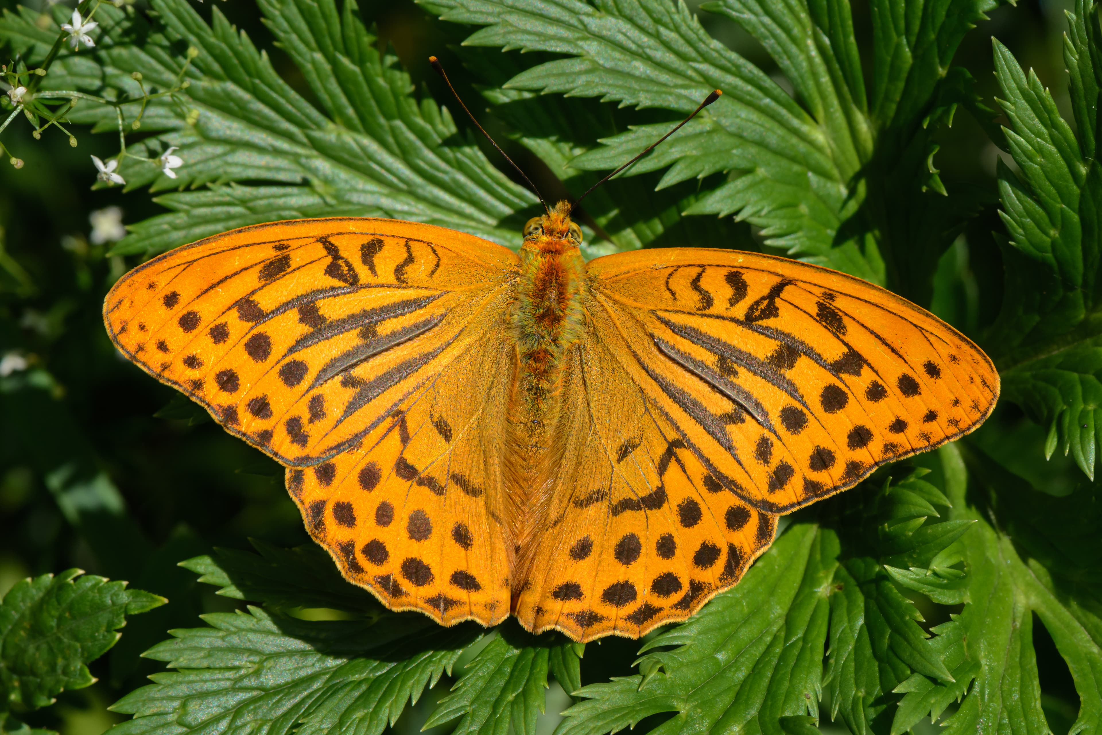 Argynnis paphia