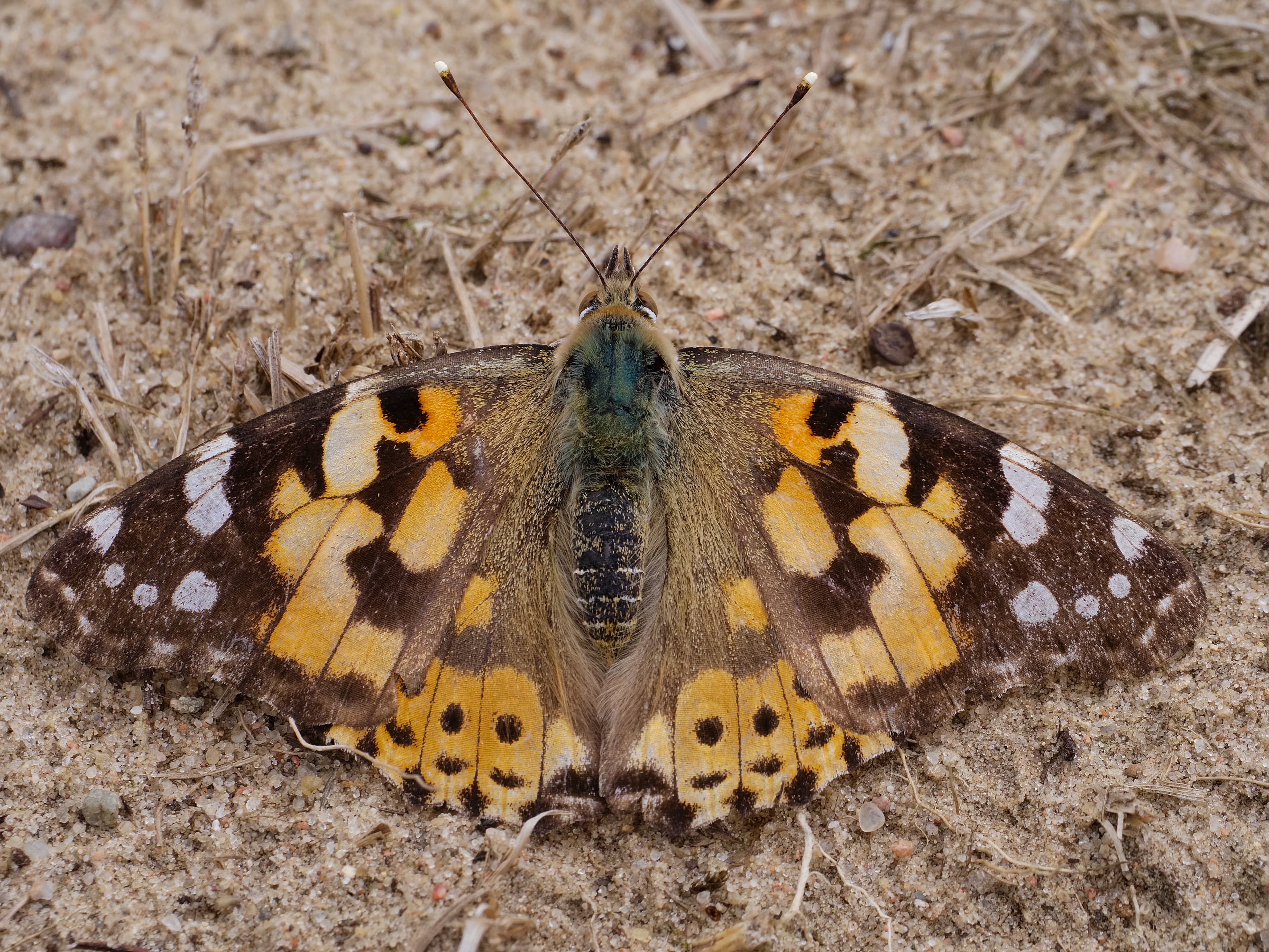 Vanessa cardui