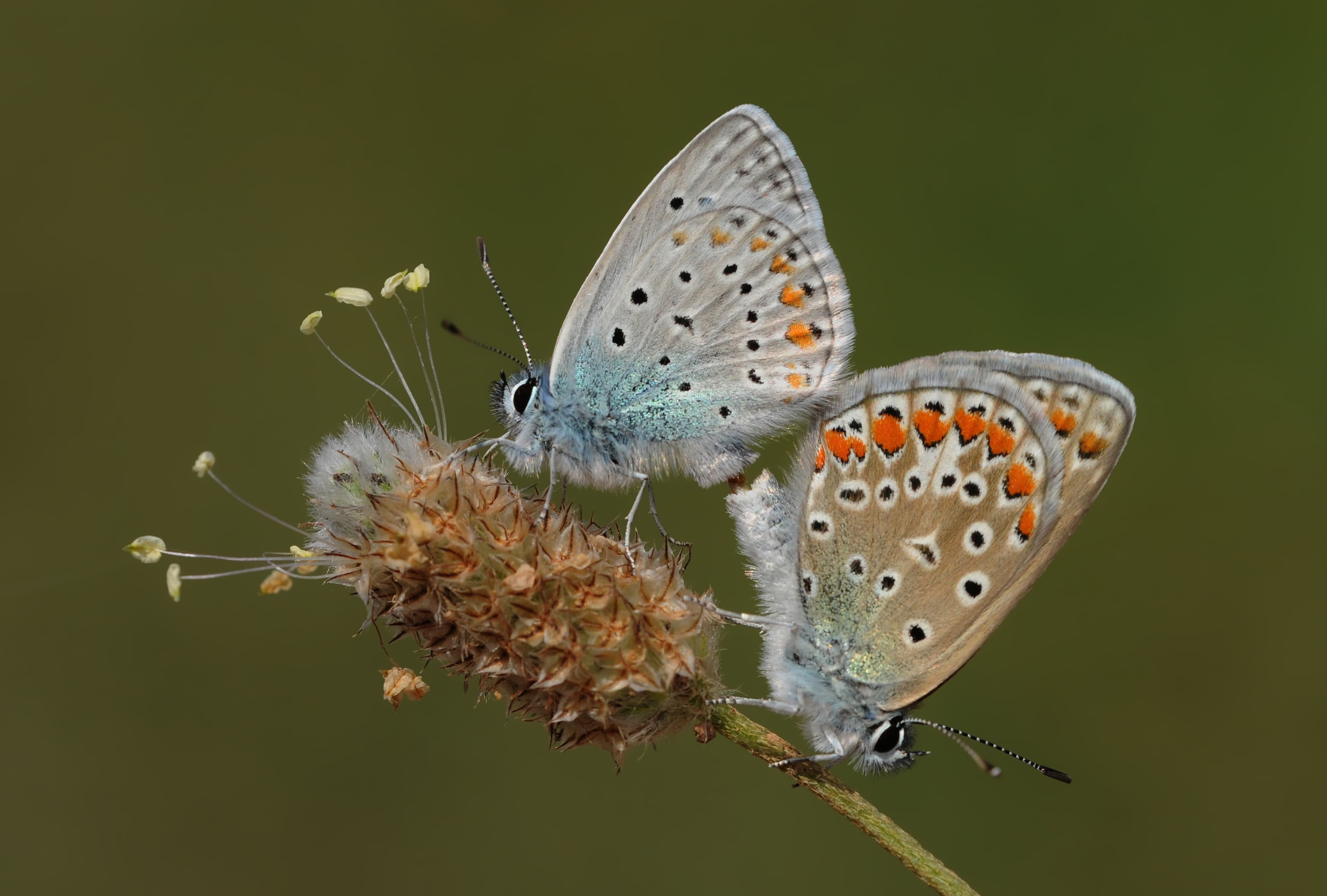 Polyommatus icarus