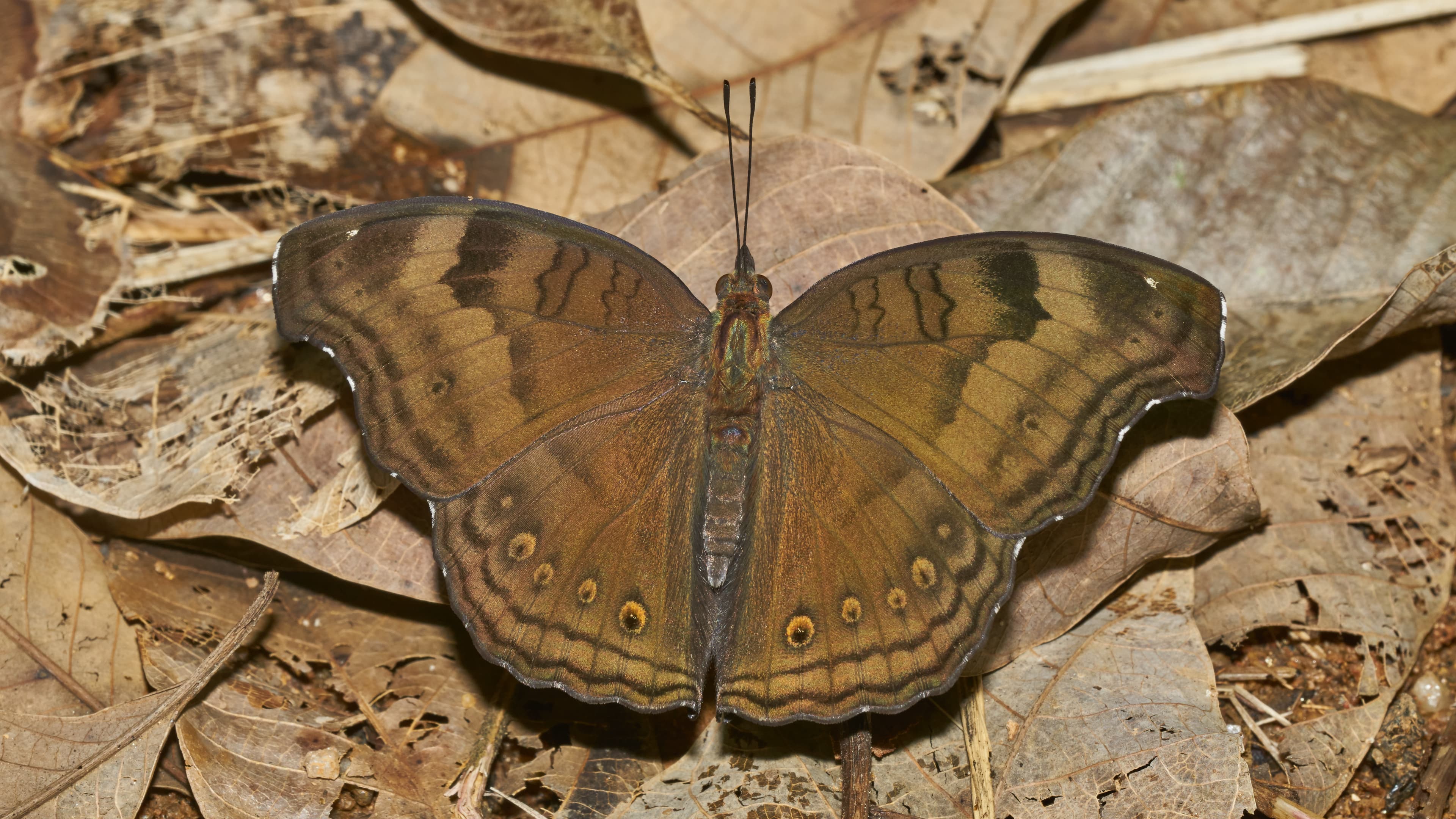 Junonia iphita
