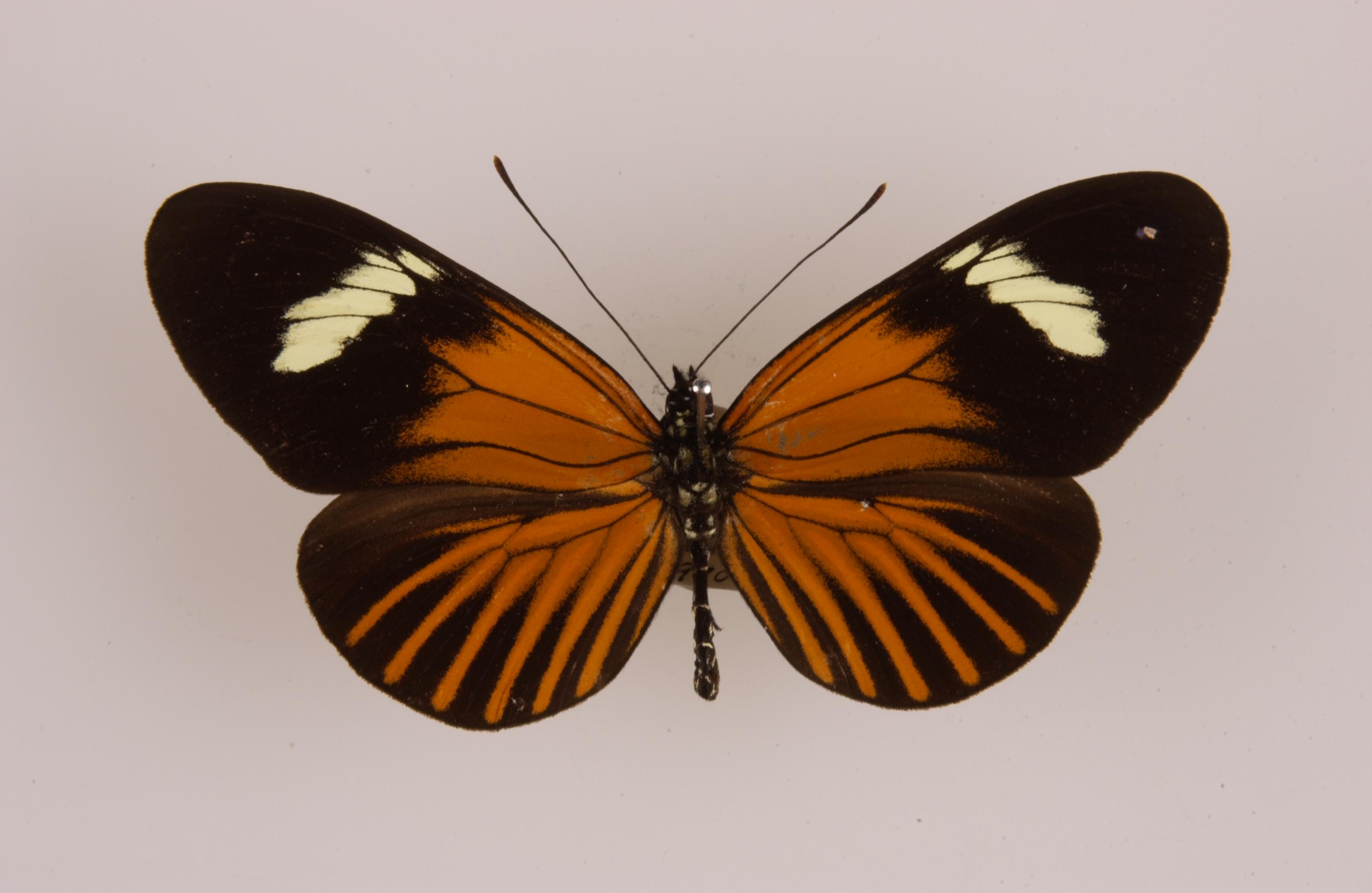 Heliconius melpomene