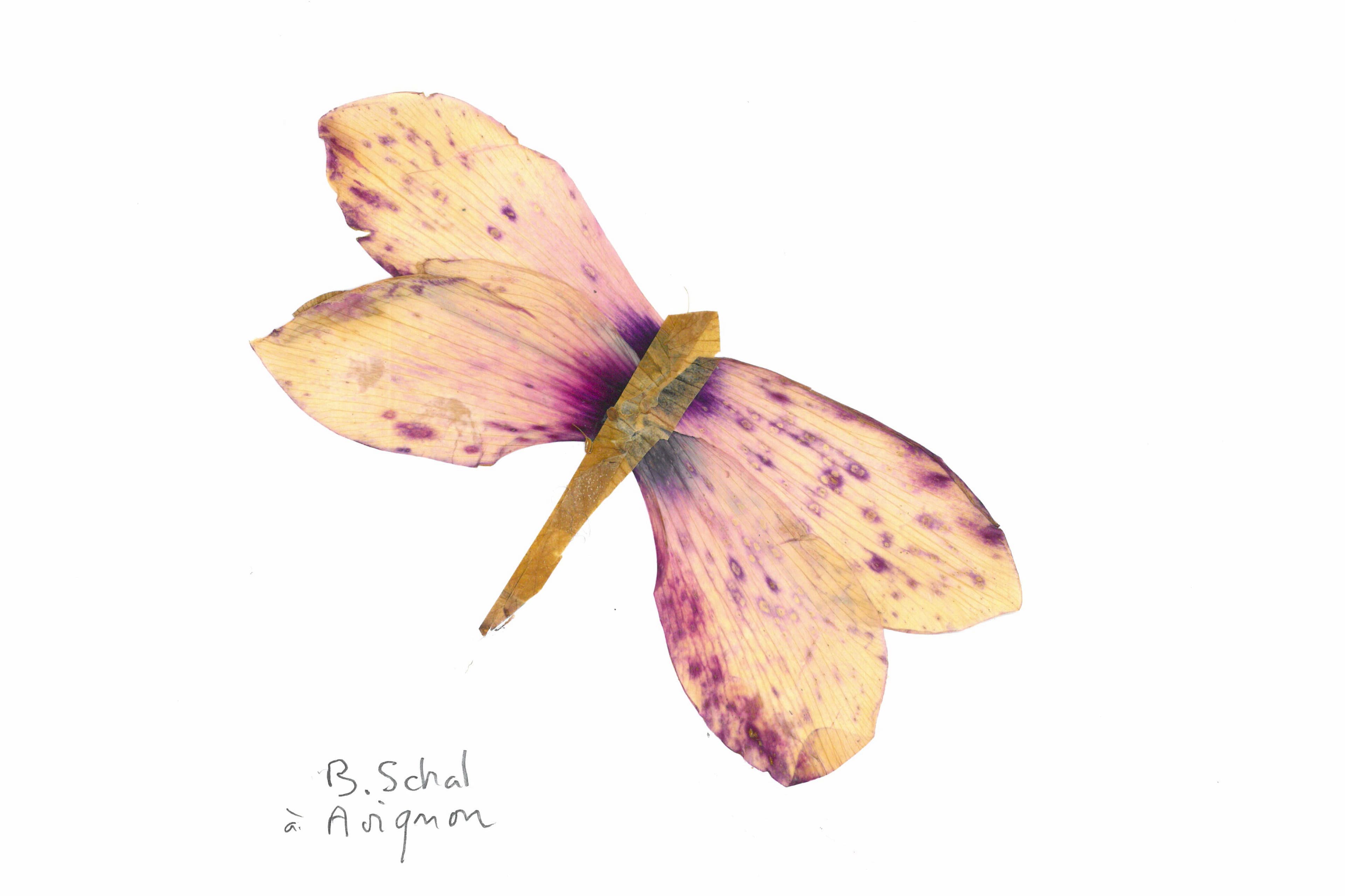 Petalography of a Butterfly (Artwork)
