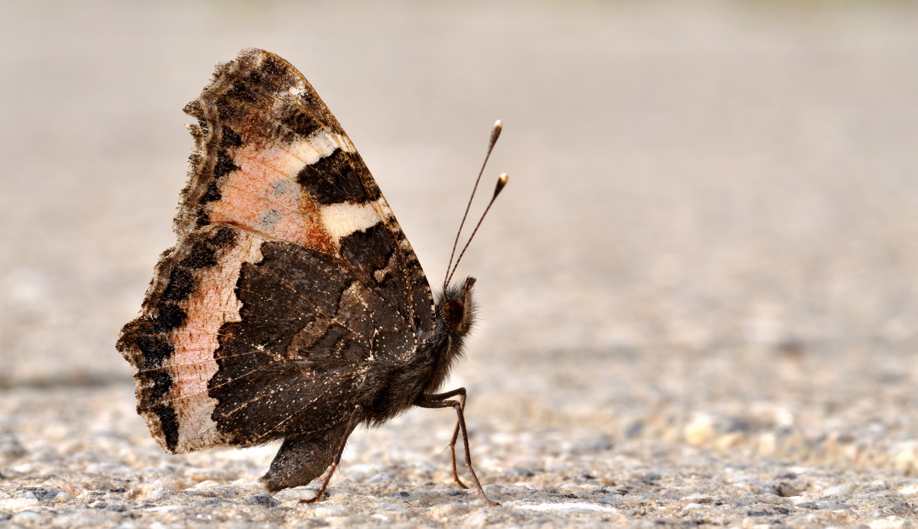 Aglais urticae