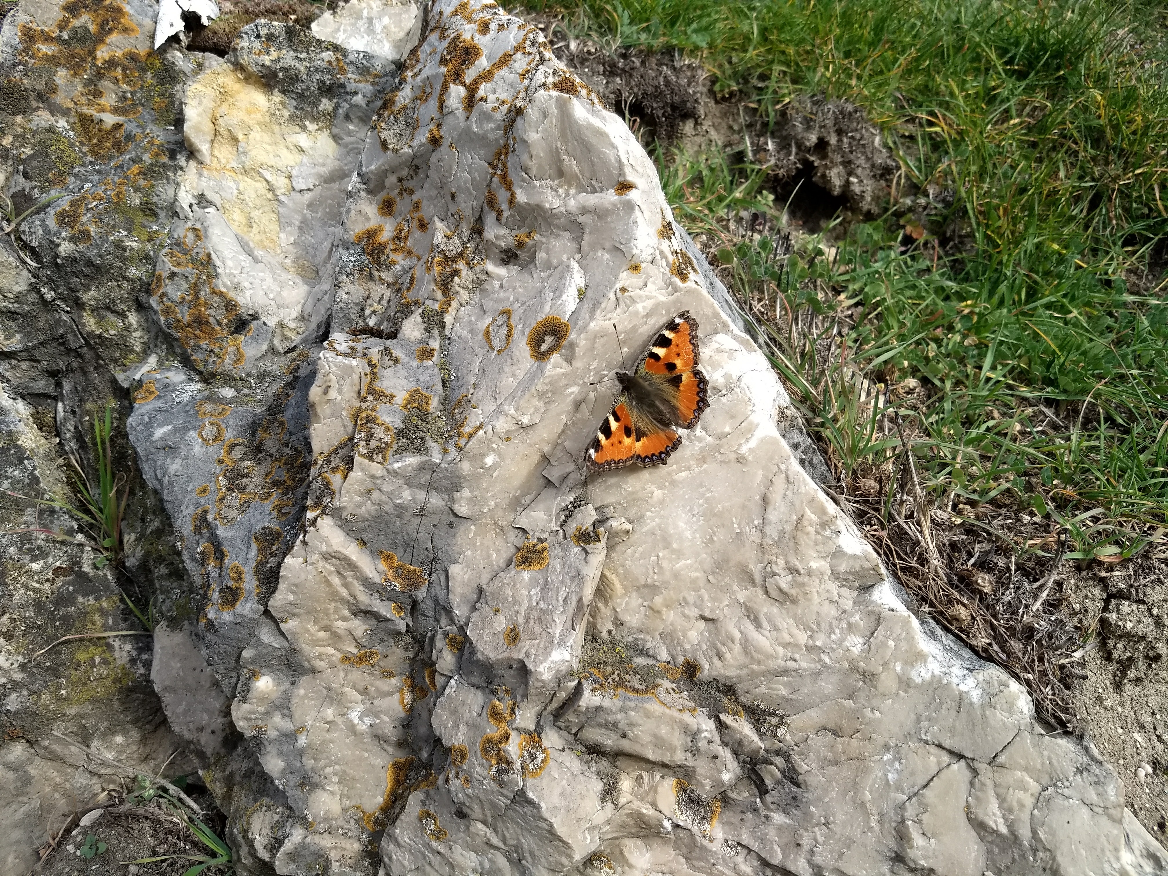 Small Tortoiseshell