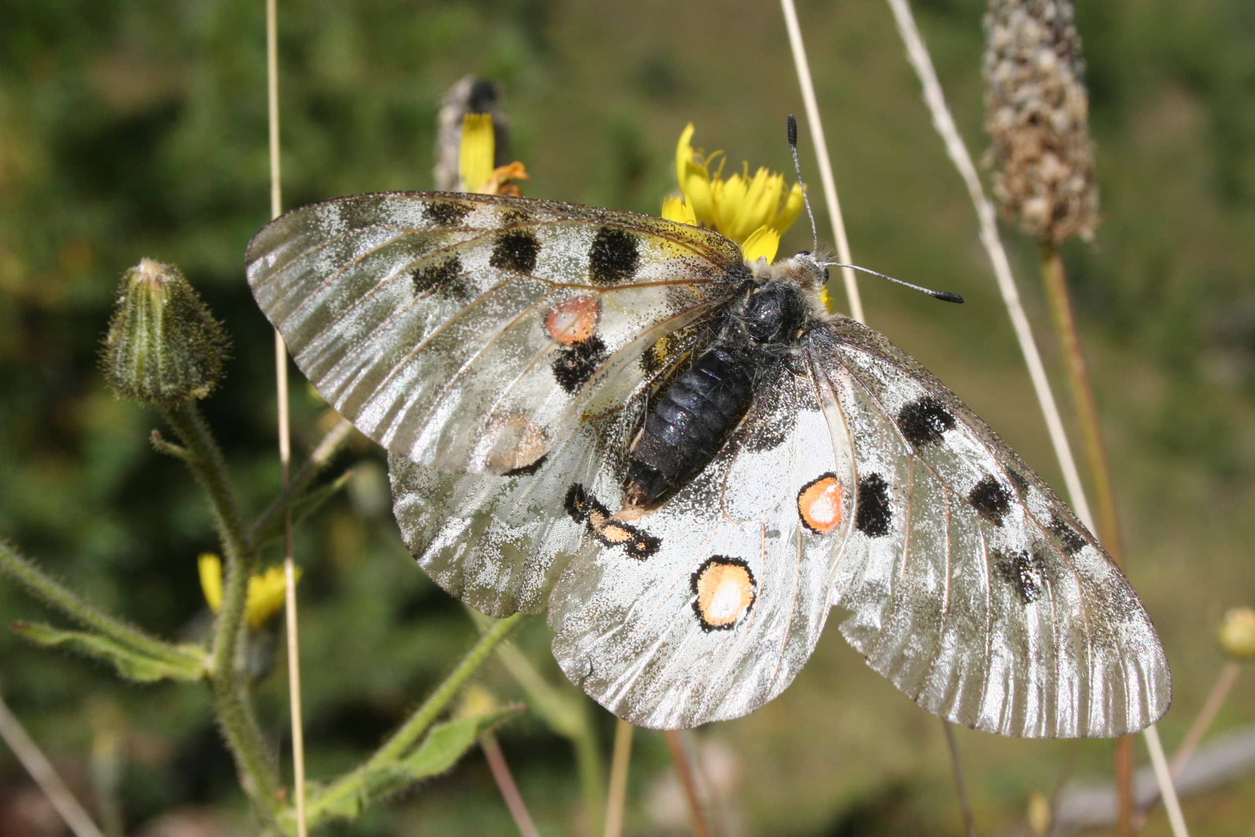 Parnassius apollo