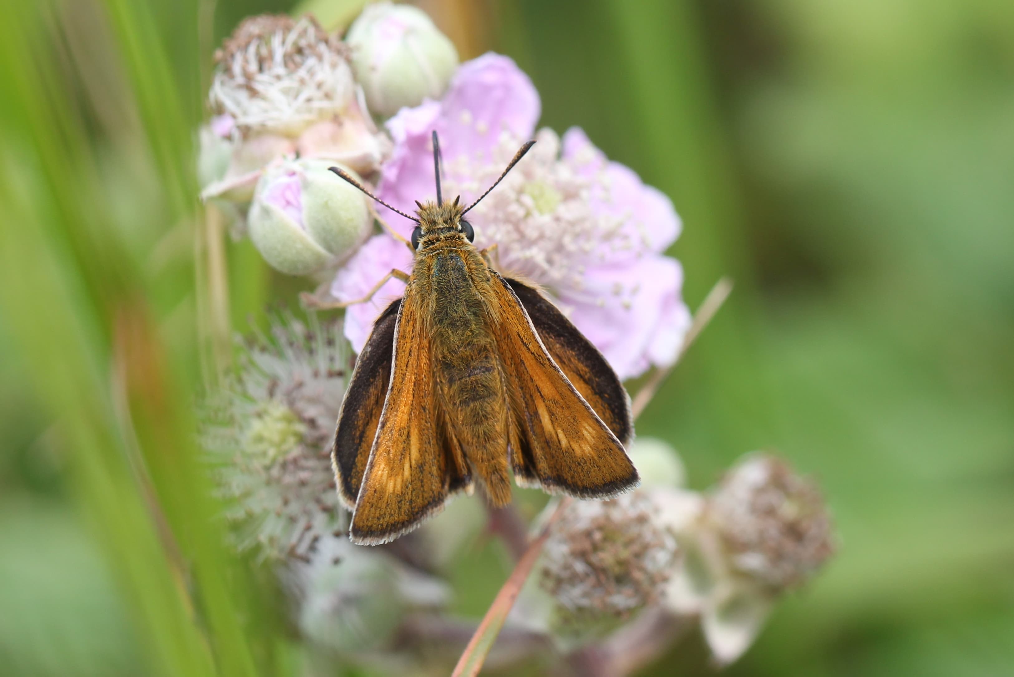Lulworth Skipper