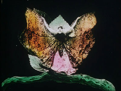 Fictional Butterfly (Artistic Representation)