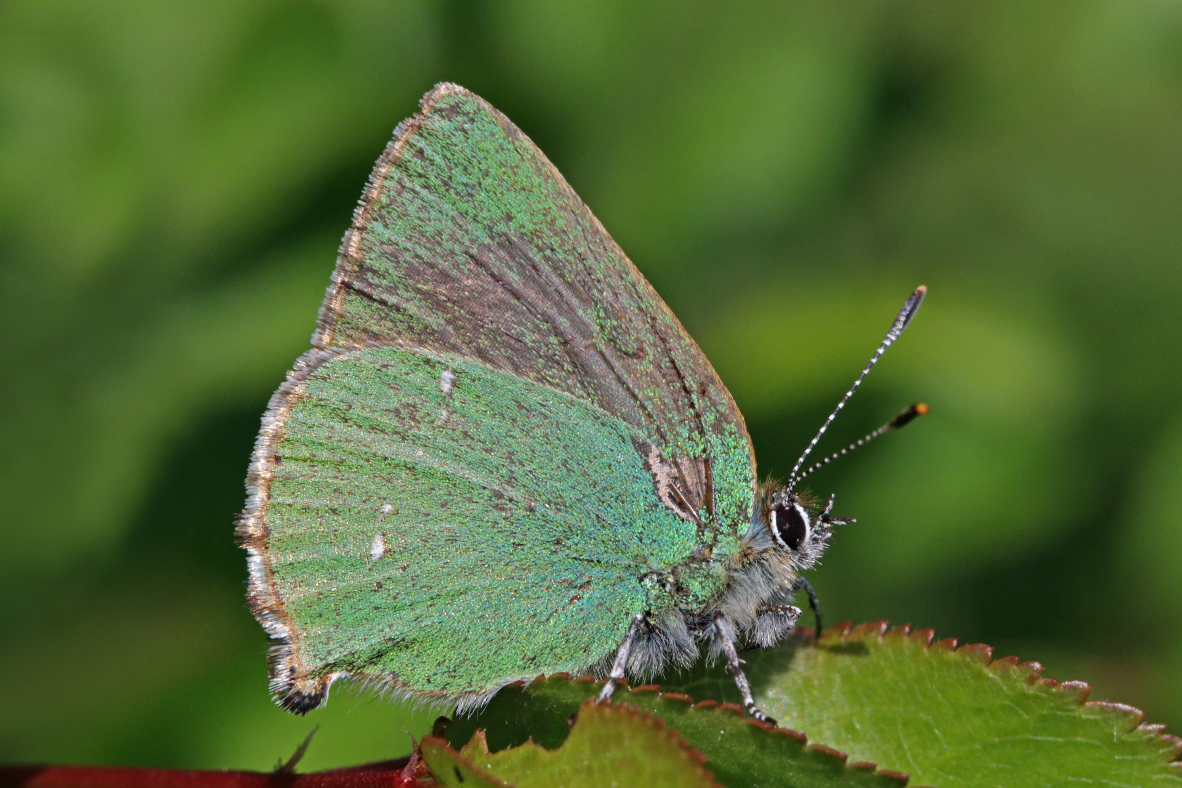 Callophrys rubi