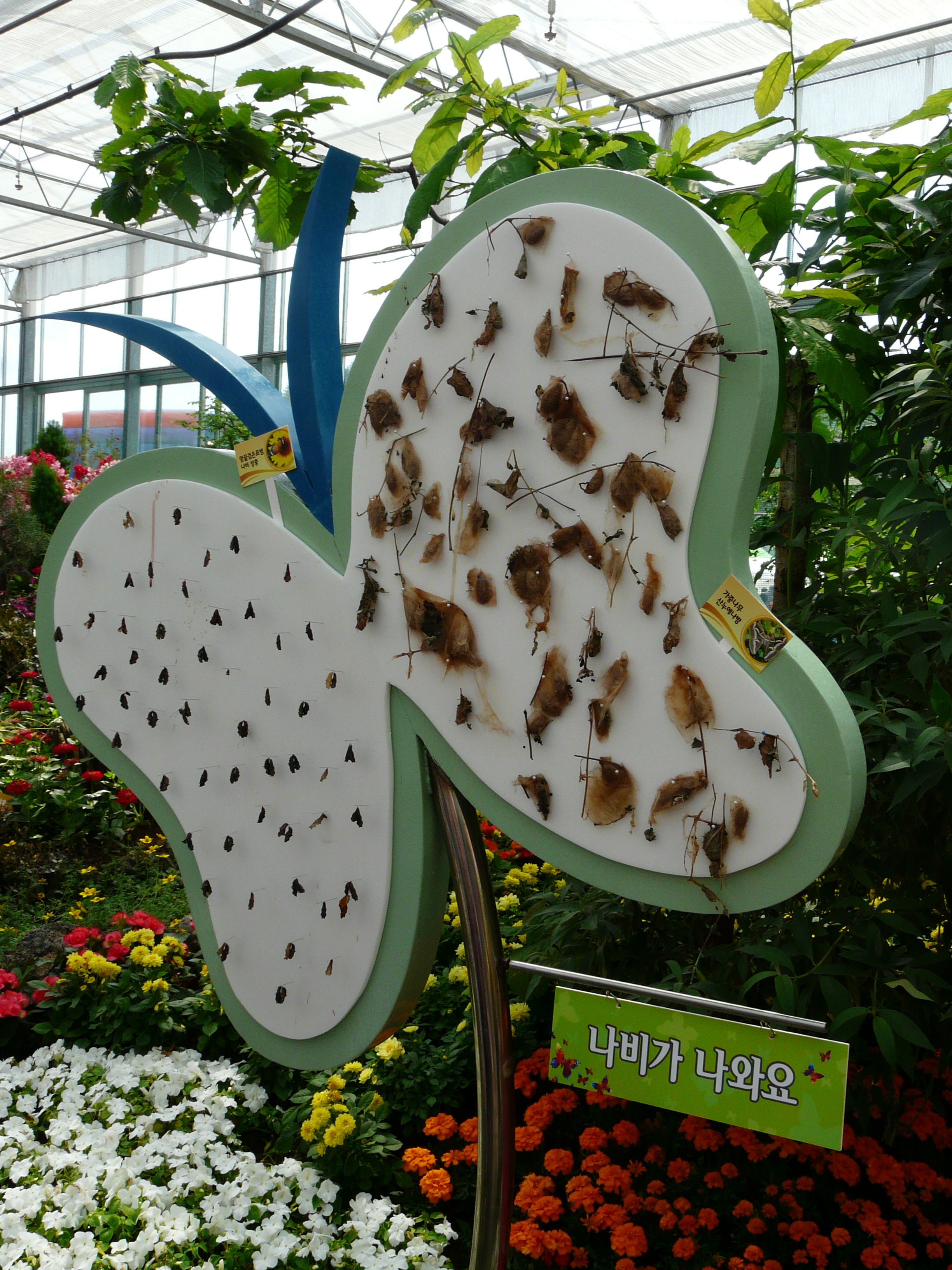 N/A (Image shows a display of butterfly pupae/cocoons, not an adult butterfly)
