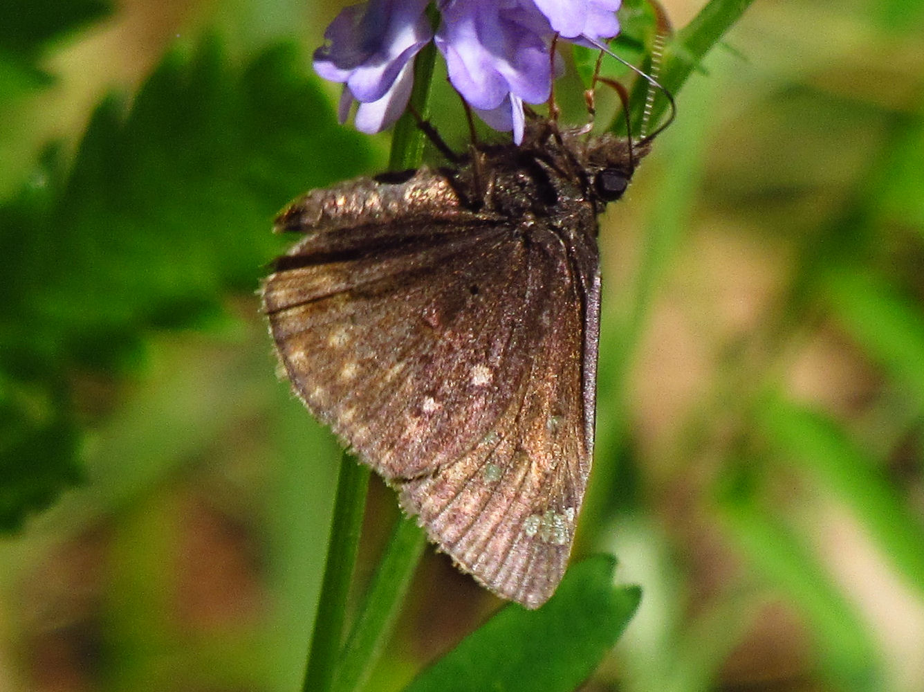 Juvenal's Duskywing