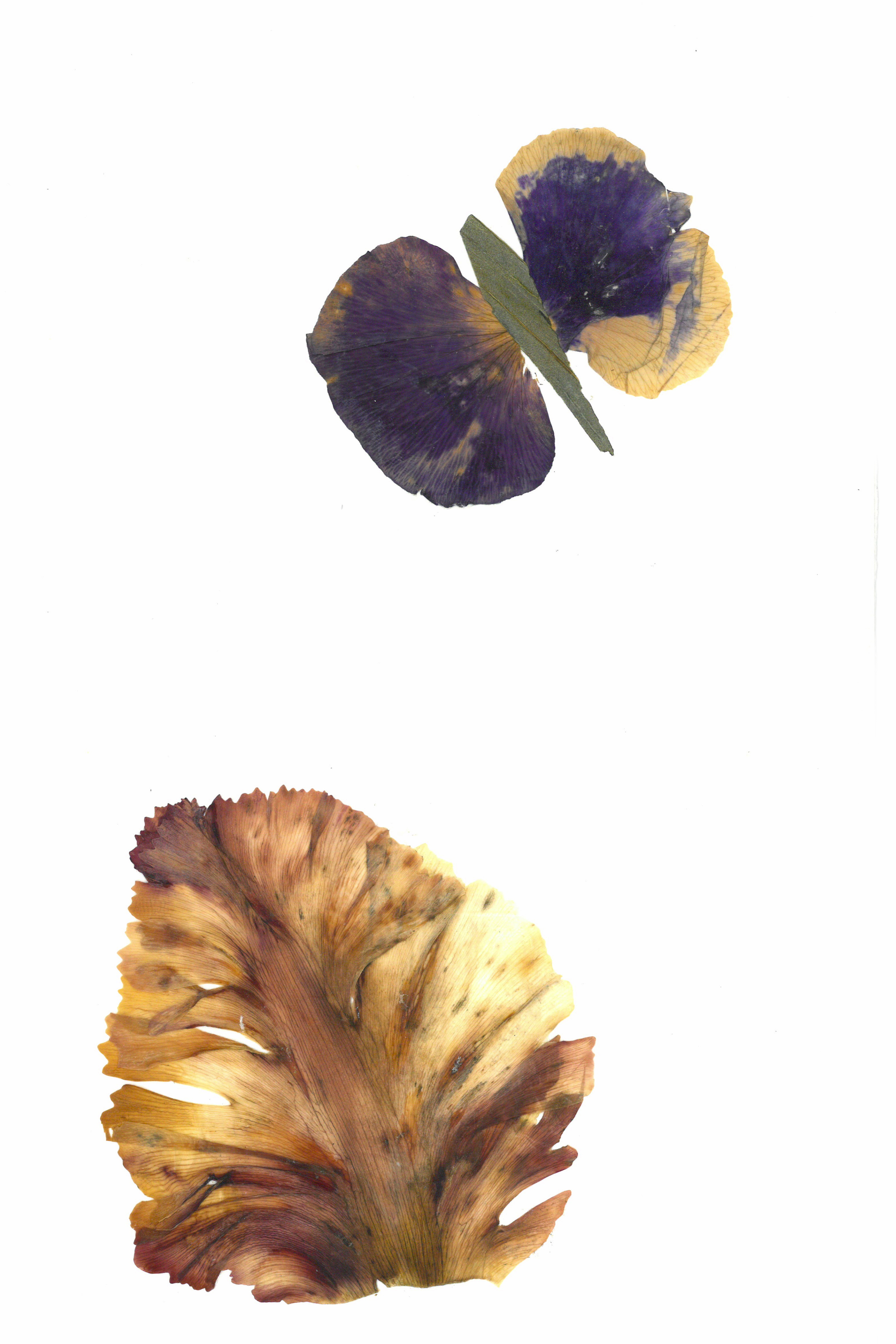 Petalography Butterfly Artwork