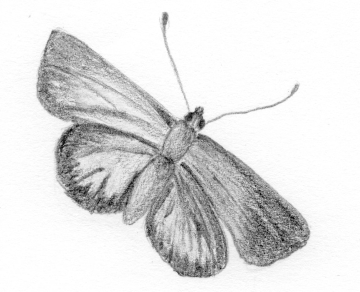 Unidentified Lycaenidae