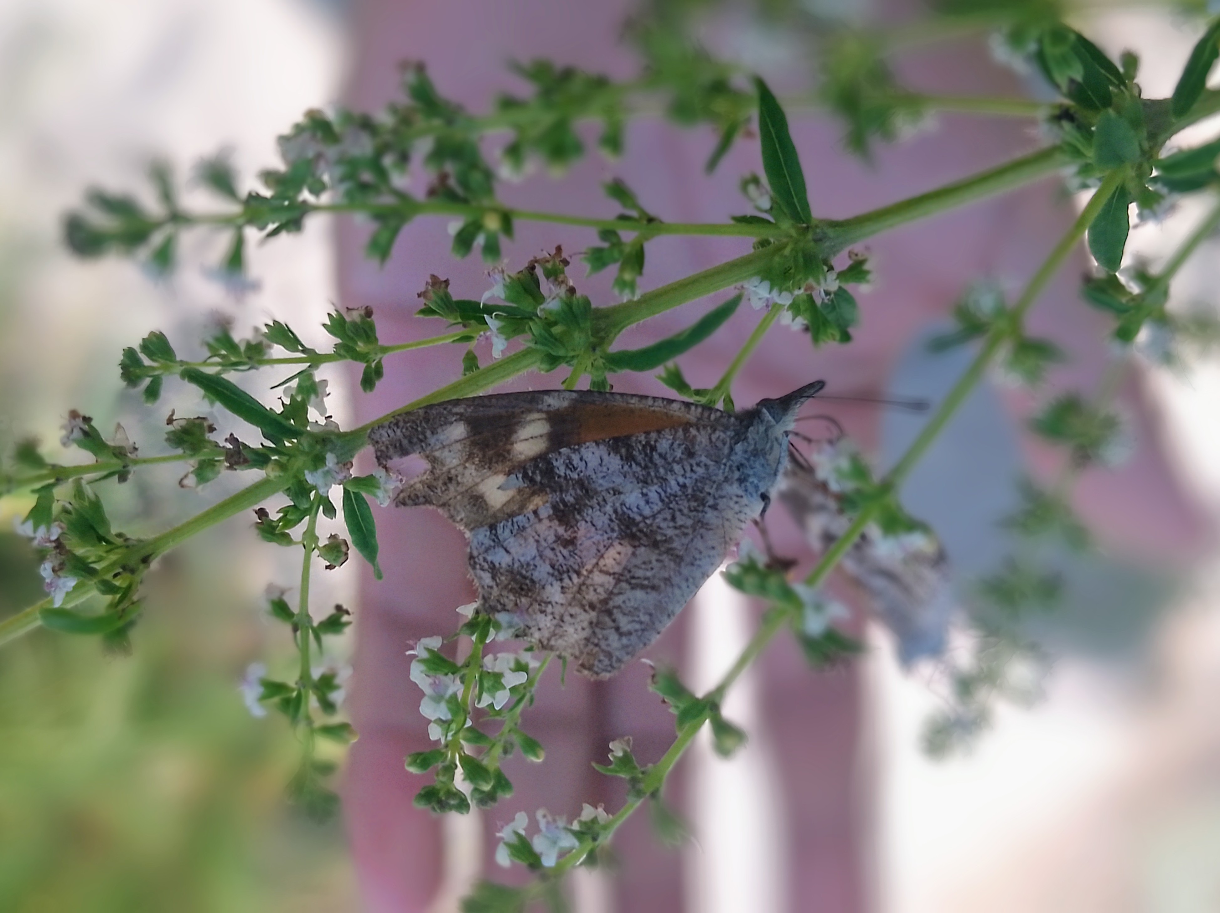 Mexican Snout Butterfly