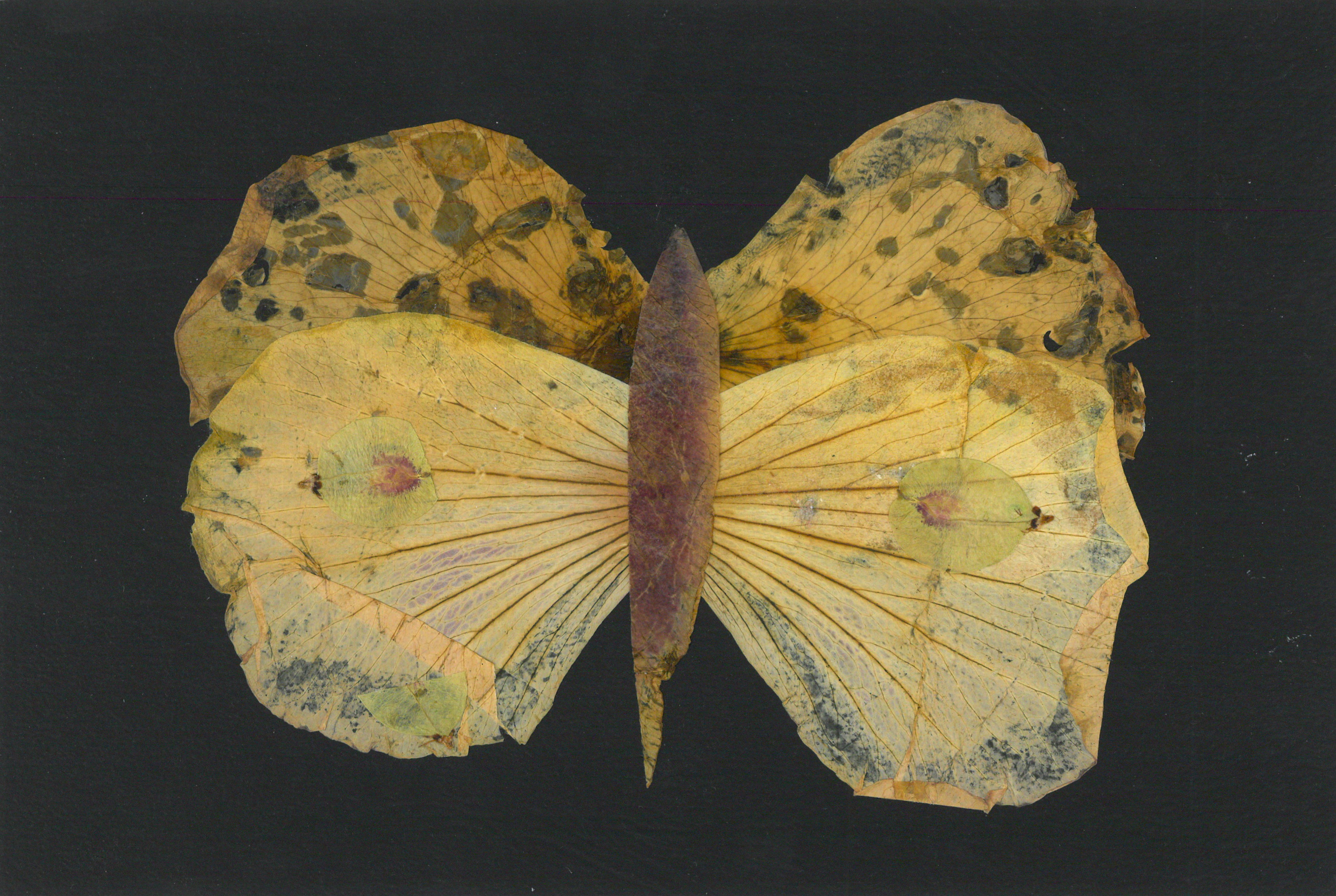 Petalography Butterfly Art